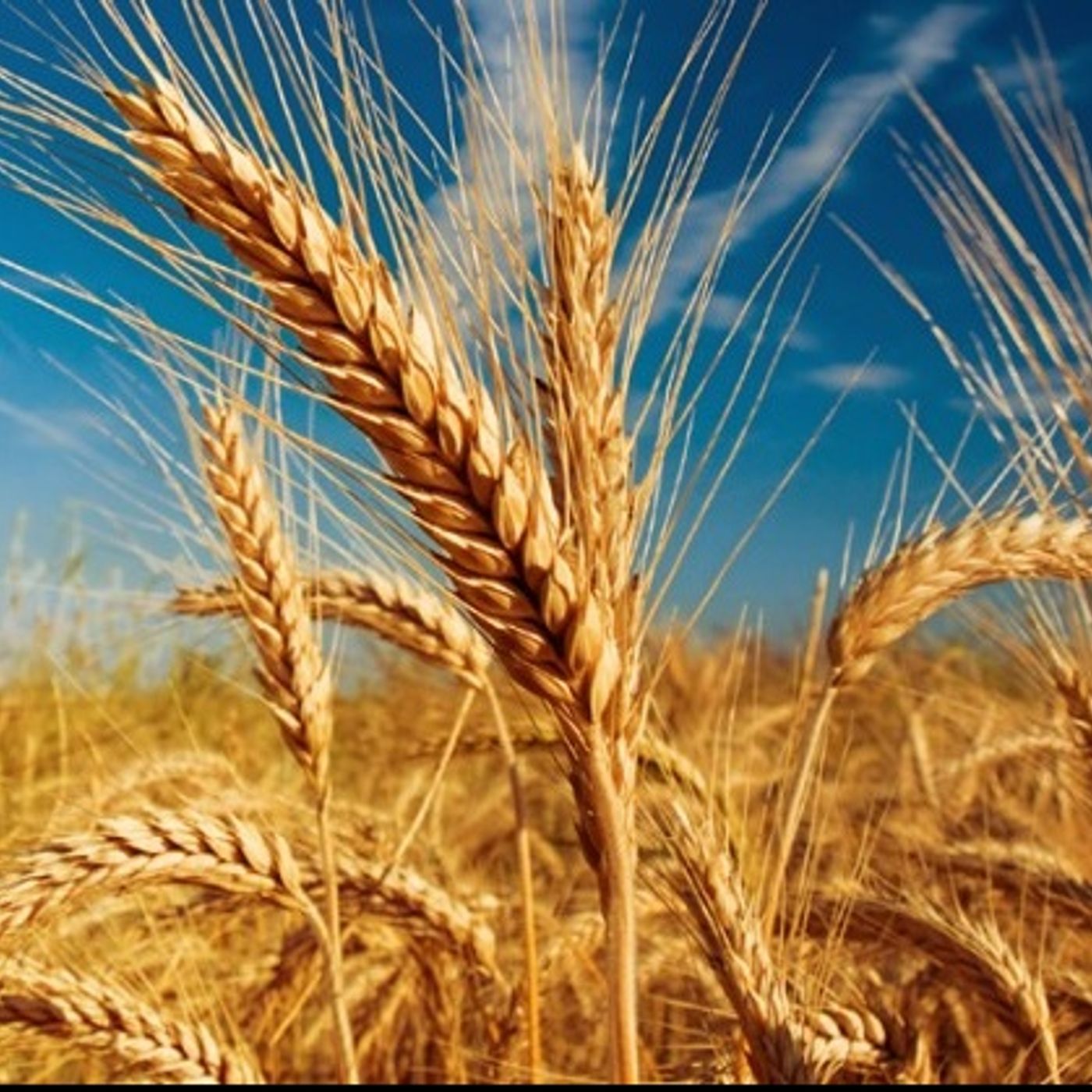 Food and Farm