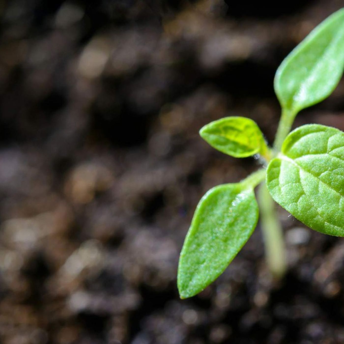 FOAK pædagogikum af FOAK