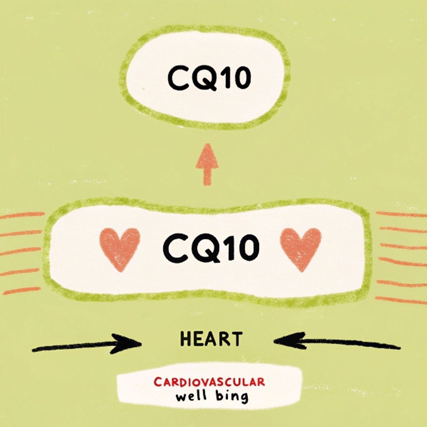 CoQ10 and Cardiovascular Health: What Cardiologists Say vs. What the Marketing Claims