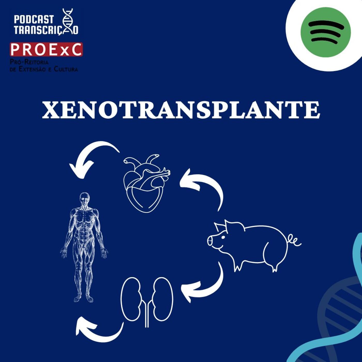 Podcast Transcrição