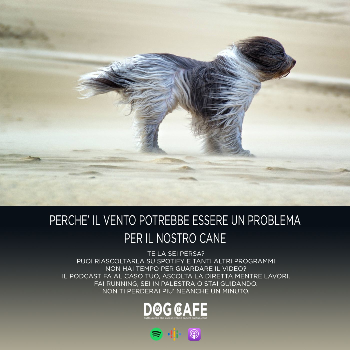 Dog Cafe Podcast