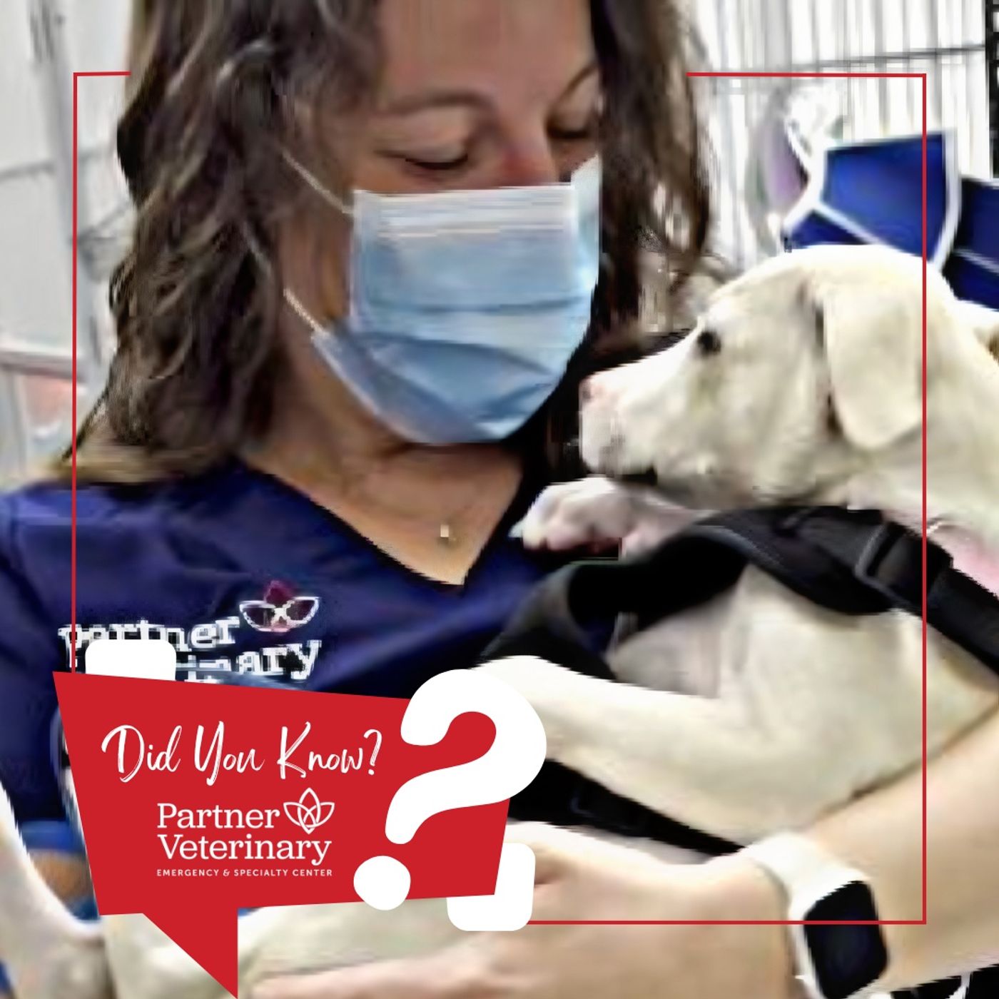 Pet Emergencies … What Can and Can’t Wait? in Veterinary Medicine episode artwork