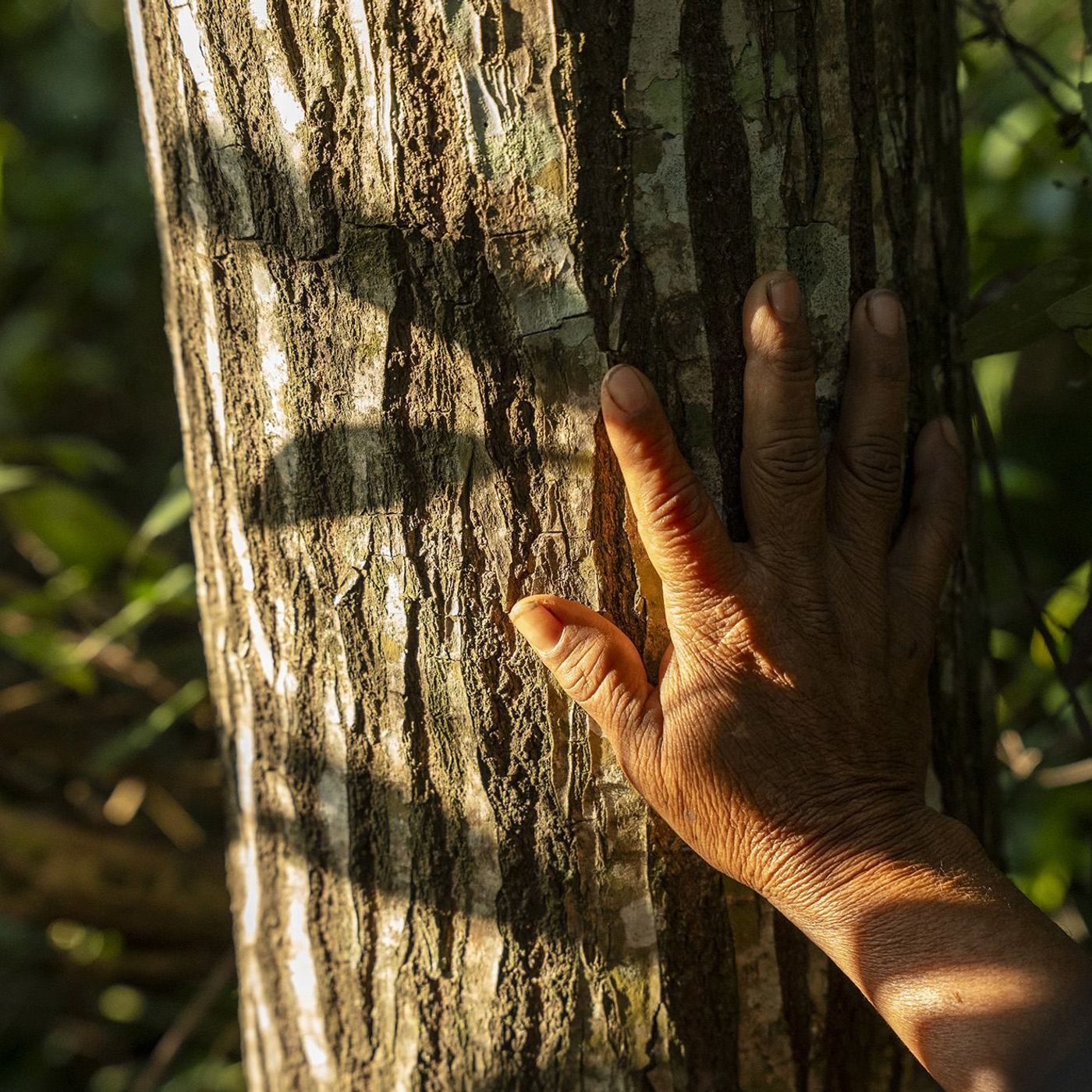 Restauração florestal avança no mundo com exemplos positivos no Brasil