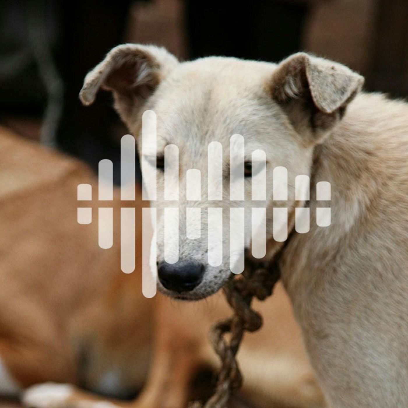 Science Time Podcast