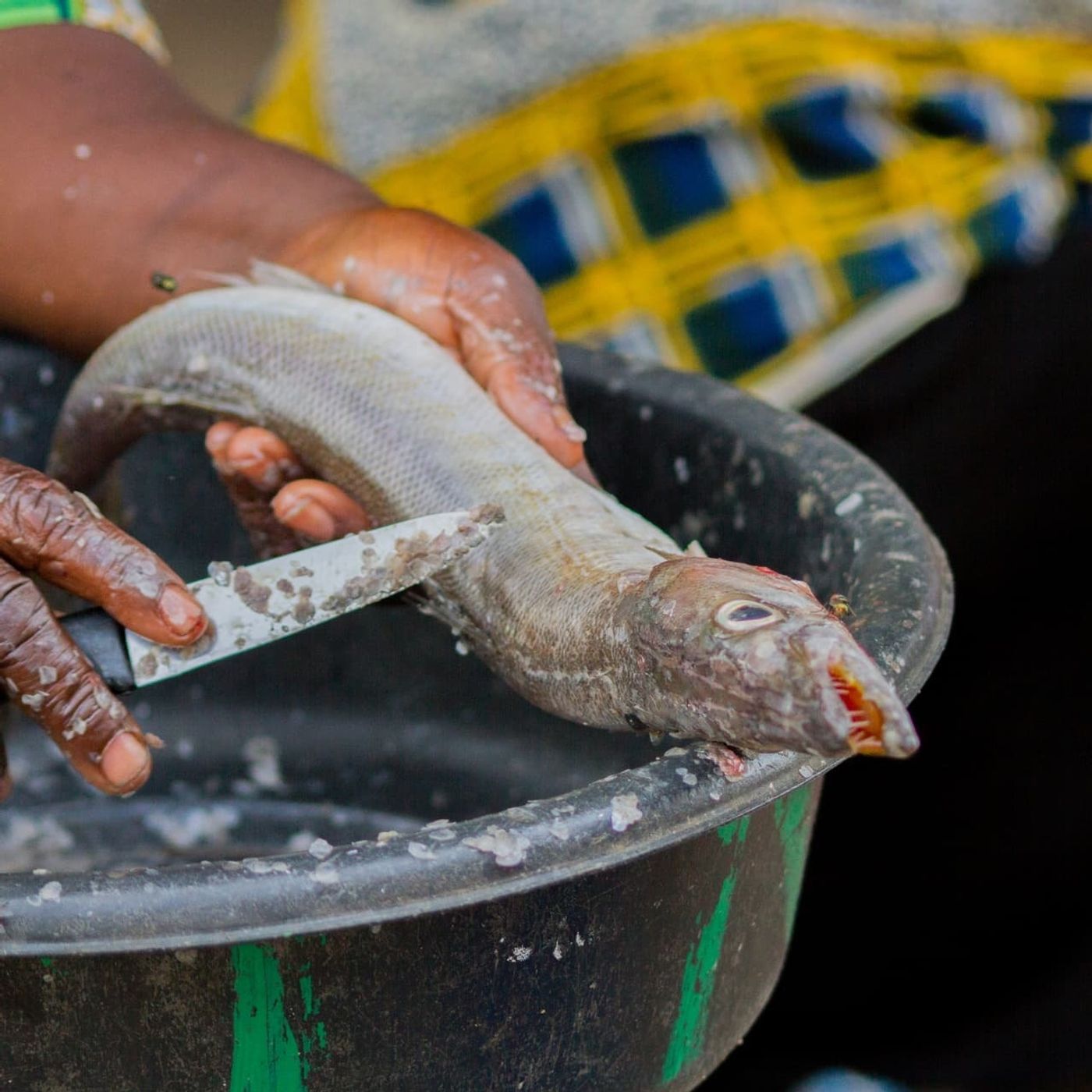 Entretien avec Sani Souleymane, qui nous édifie sur la commercialisation du poisson à Diffa episode artwork