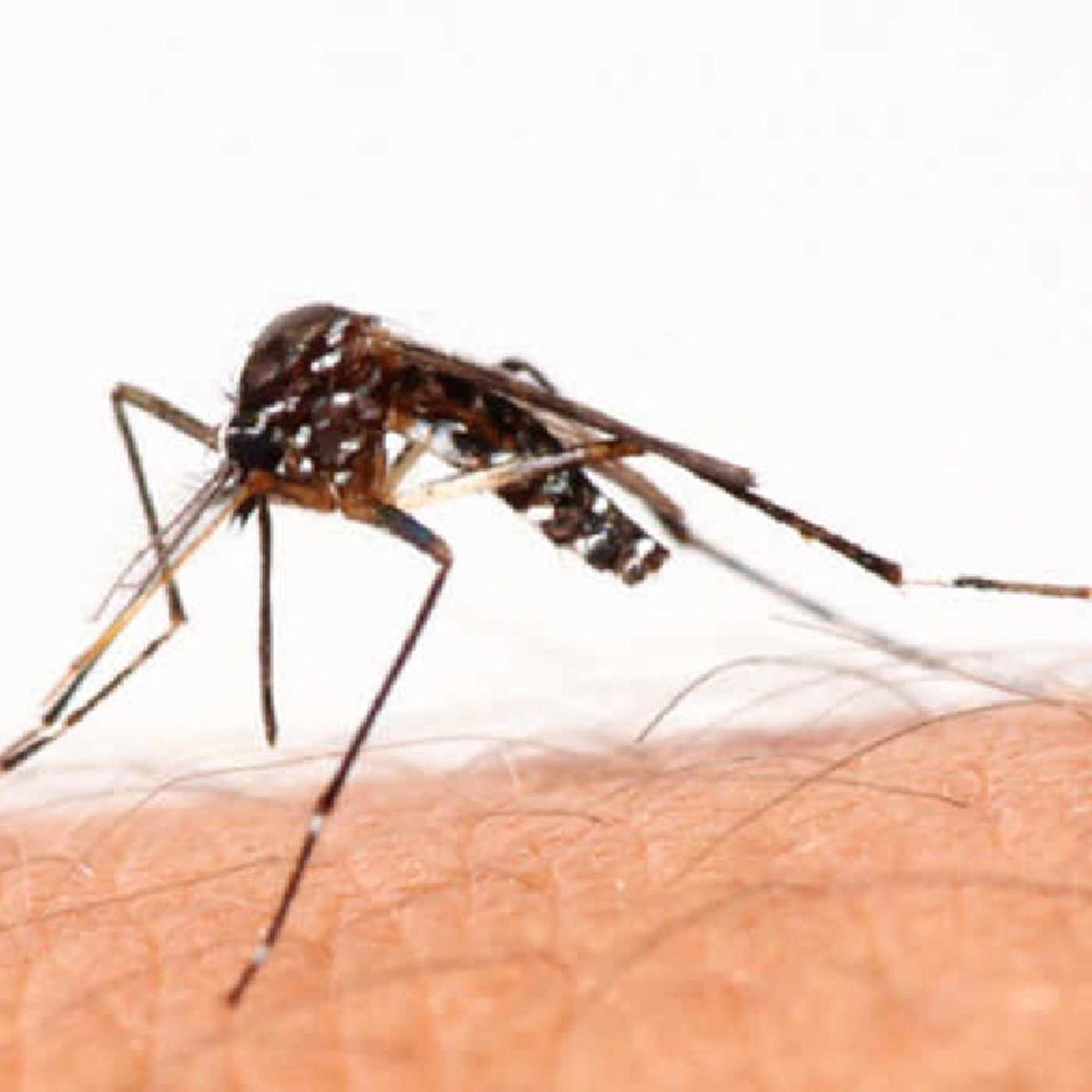 La Voix Des Sans Voix