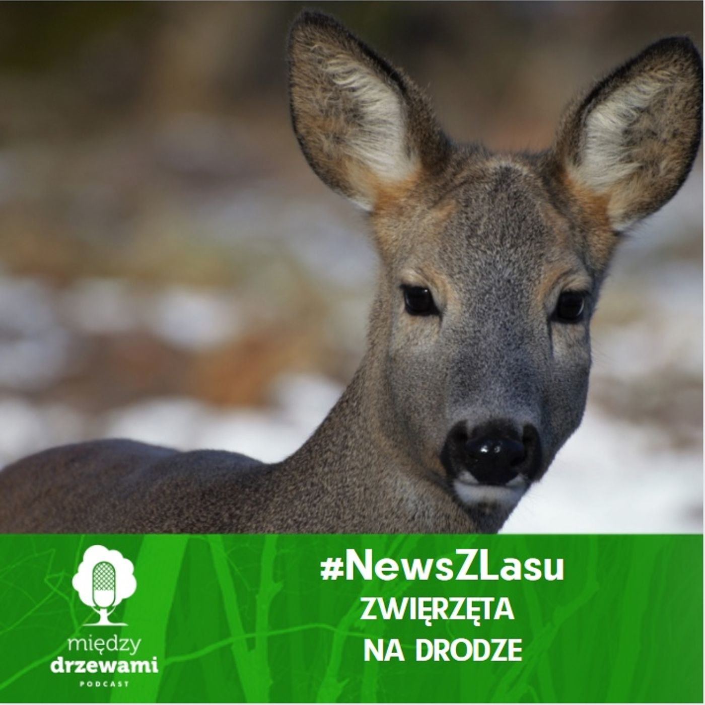 Między Drzewami Podcast