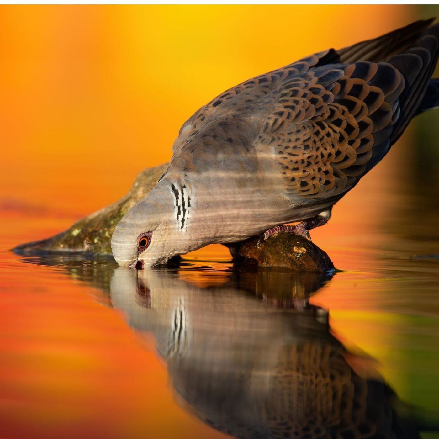 Cada pessoa conta: A relevância dos dados no Dia Mundial das Aves Migratórias episode artwork