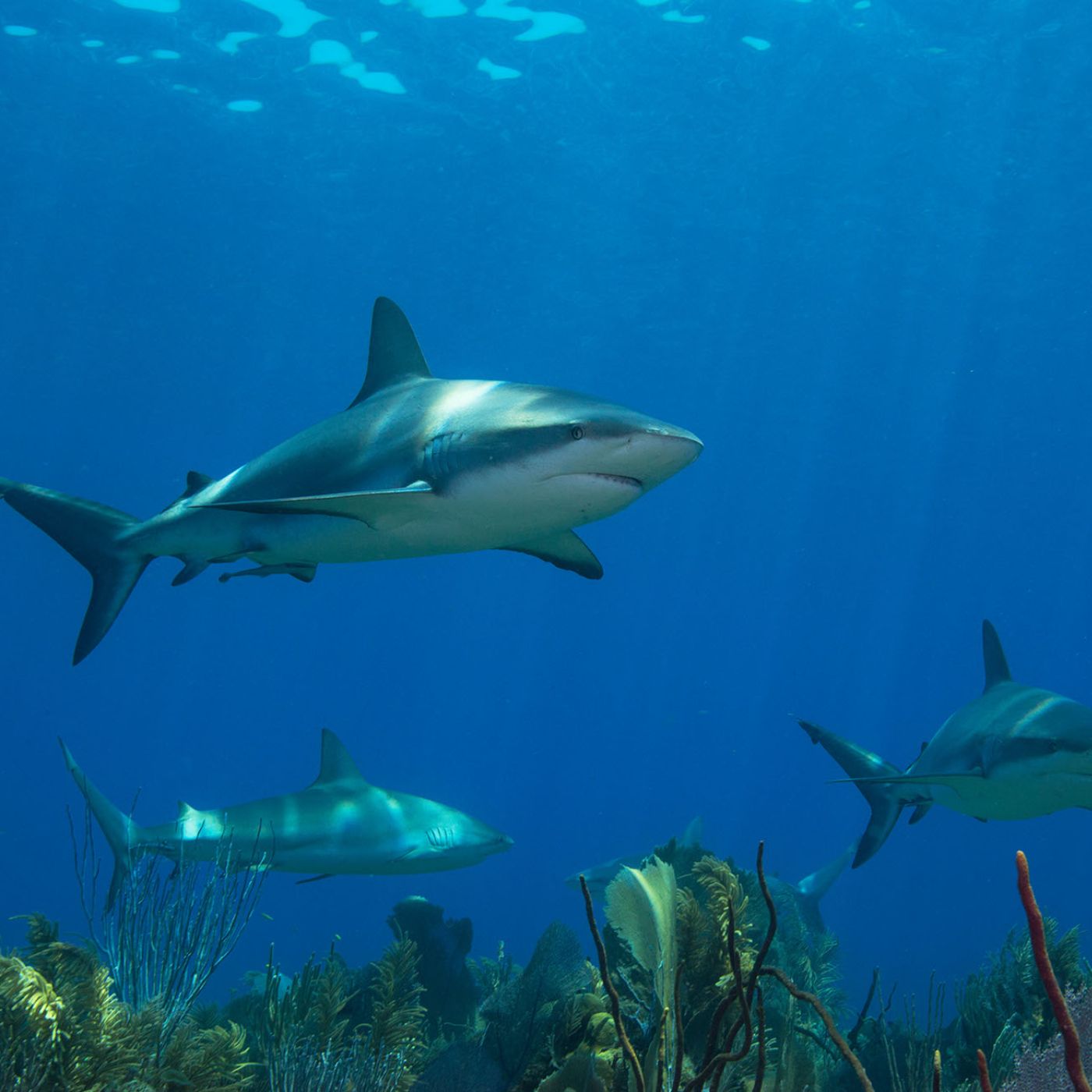 Sharks Can Get Cancer! (Amazing Facts) Sharks Can Get Cancer! (Amazing Facts)