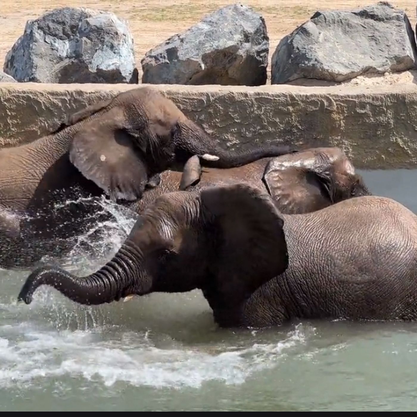 S57E17: Why Do Horses And Elephants And Some Animals Only Need A Few Hours Of Sleep