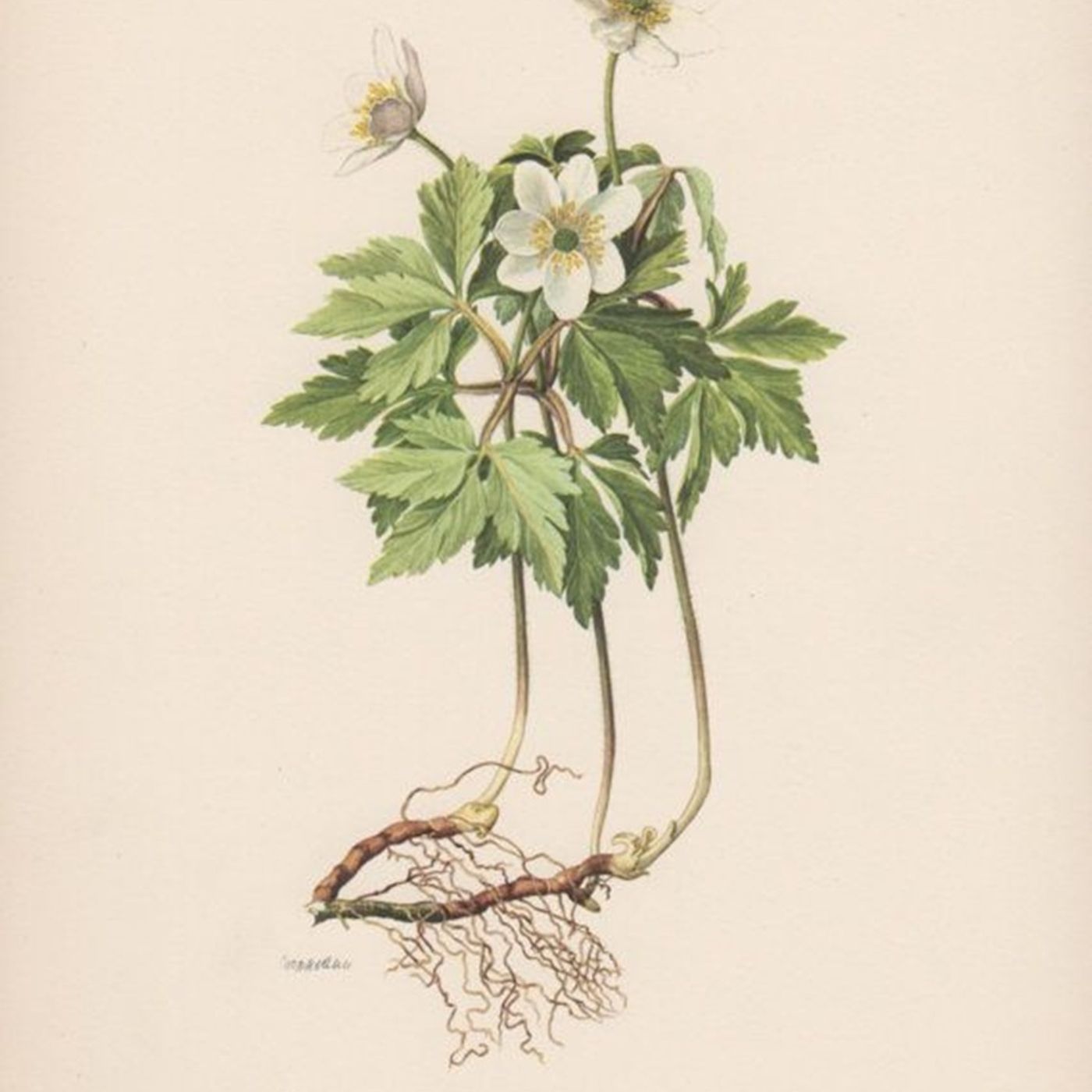 Show 307: Fly Poison, Lead Plant and Rue Anemone episode artwork