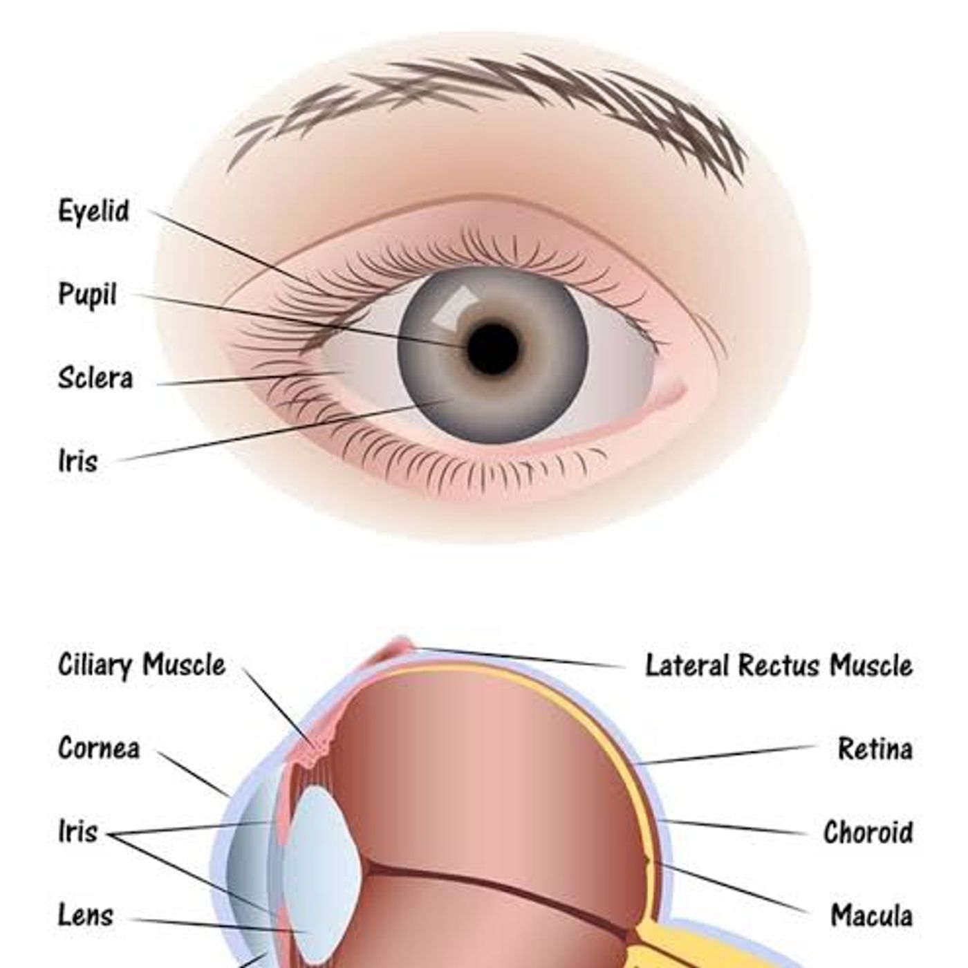 Teaching on the eye assessment ( how to know if your eyes has a big problem or not) episode artwork