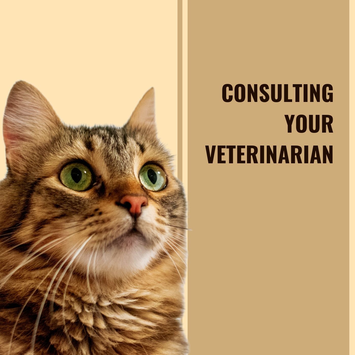 Consulting your Veterinarian