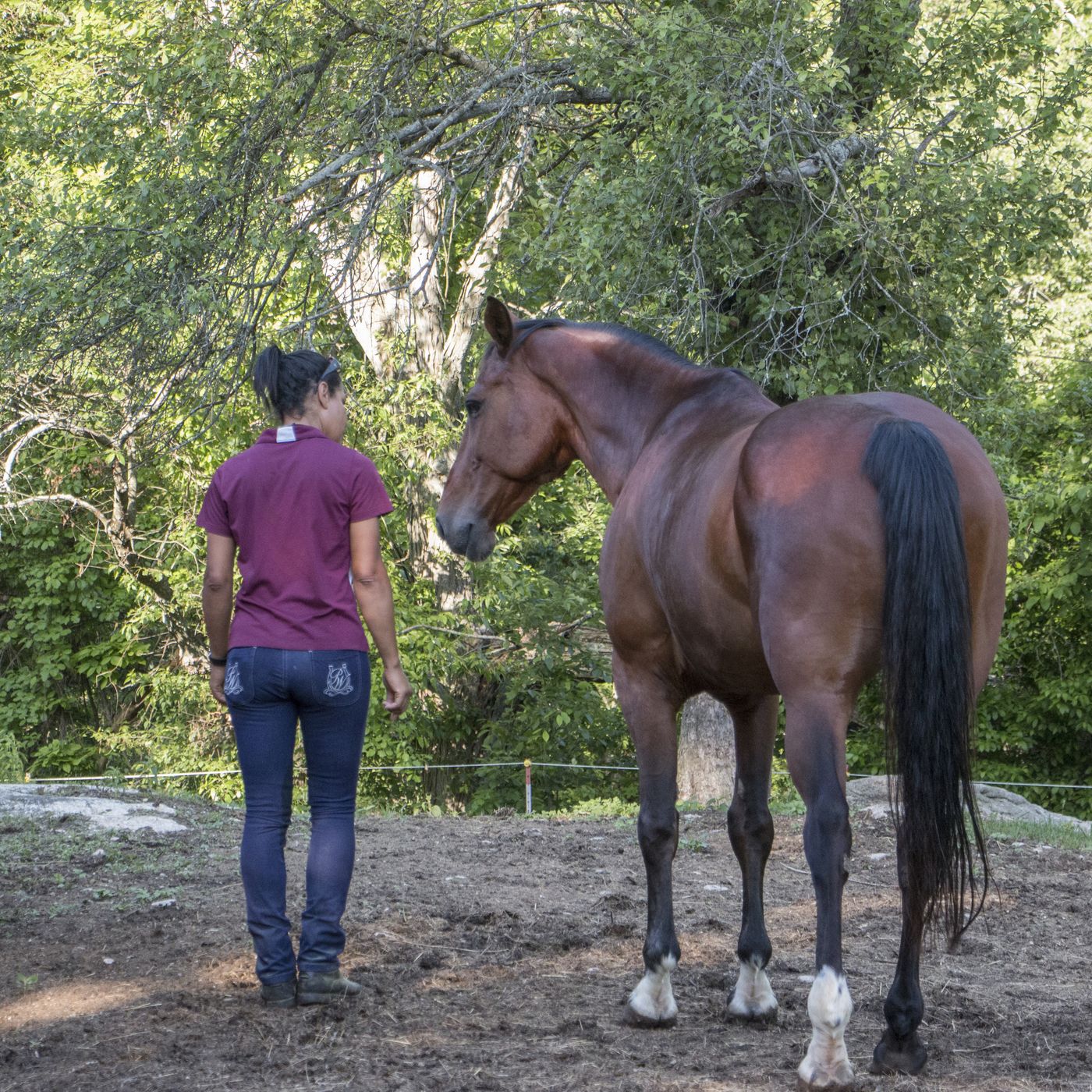 Relational horsemanship episode artwork