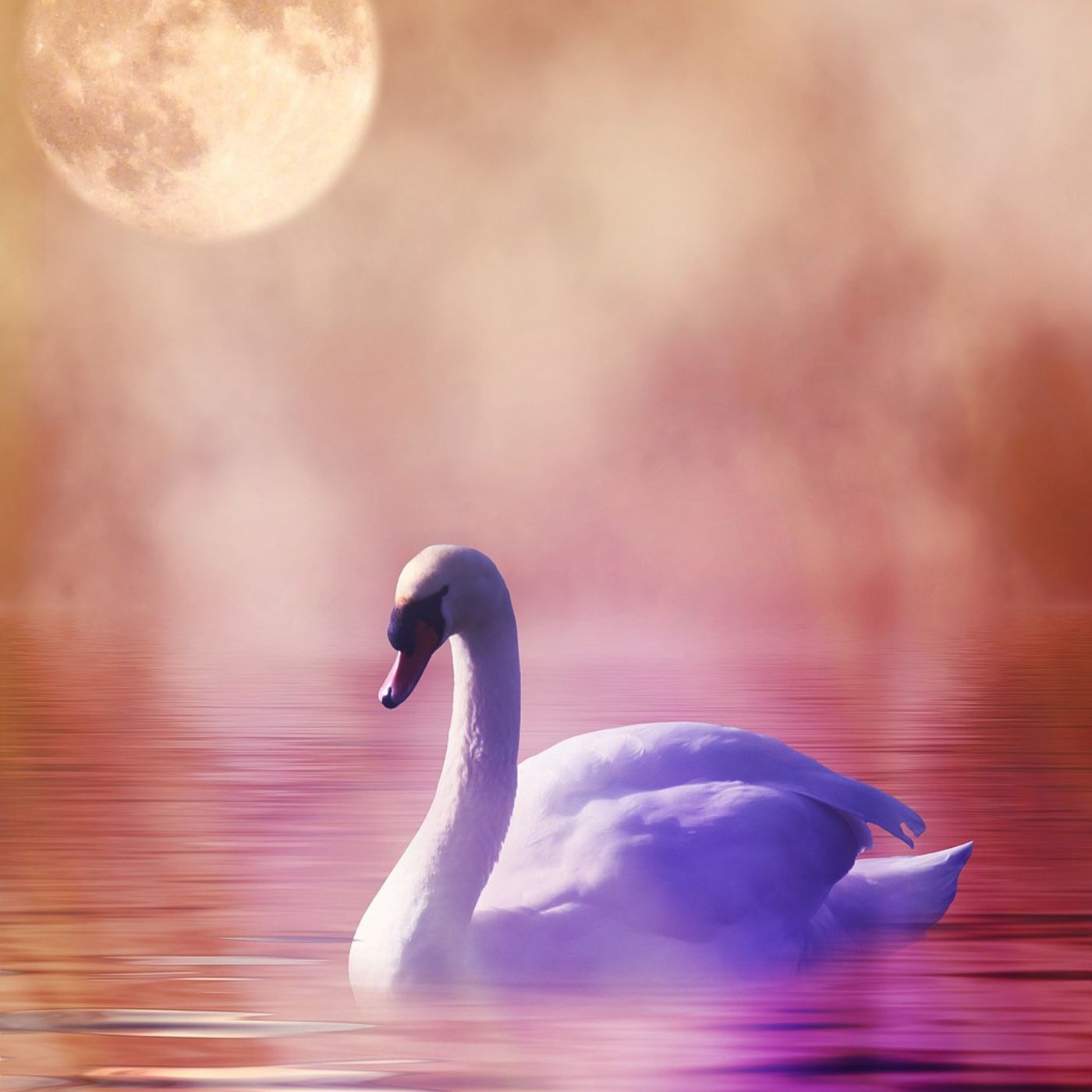 god aften live fredag KL: 20,30-23.00 af svaneradio