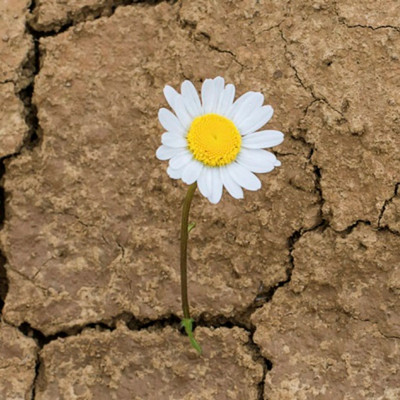 ¿Eres una persona resiliente? ¿Eres una persona resiliente?