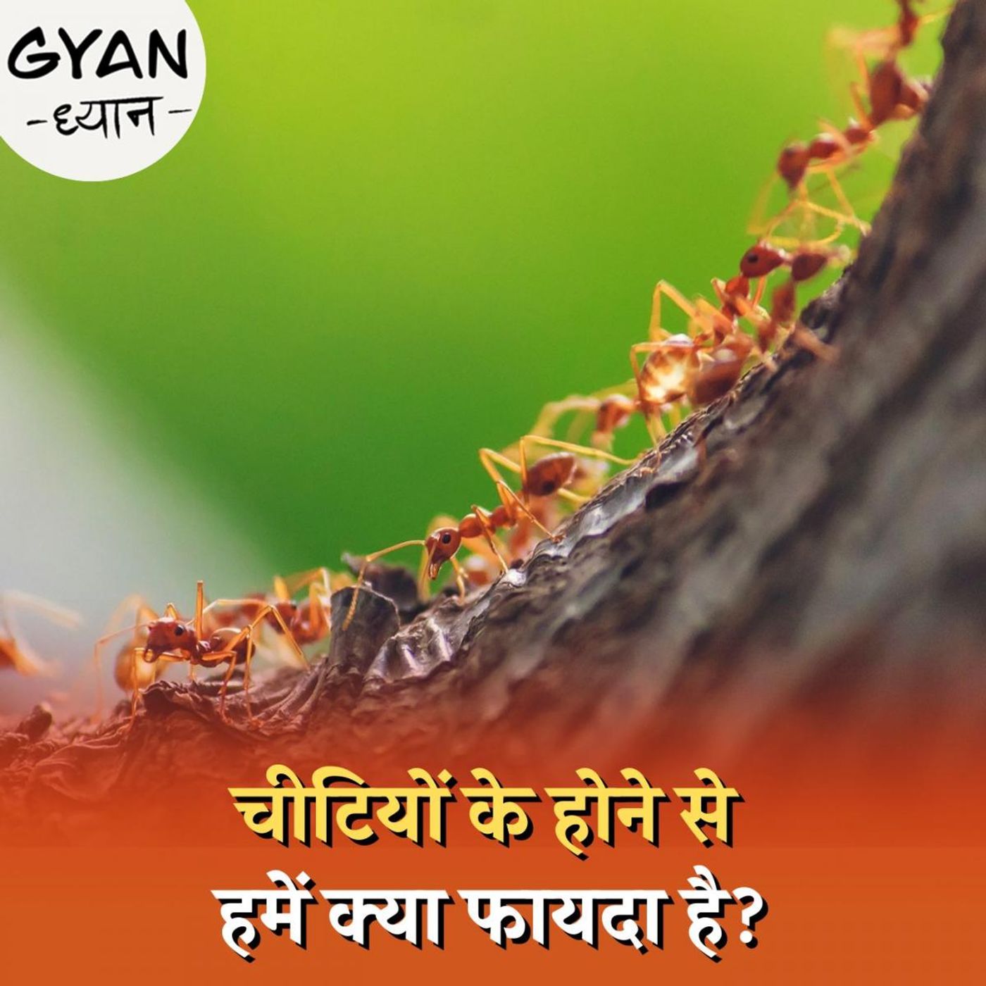 दुनिया में चीटियों की गिनती हुई है लेकिन इन्हें गिना कैसे गया?: ज्ञान-ध्यान, Ep 559