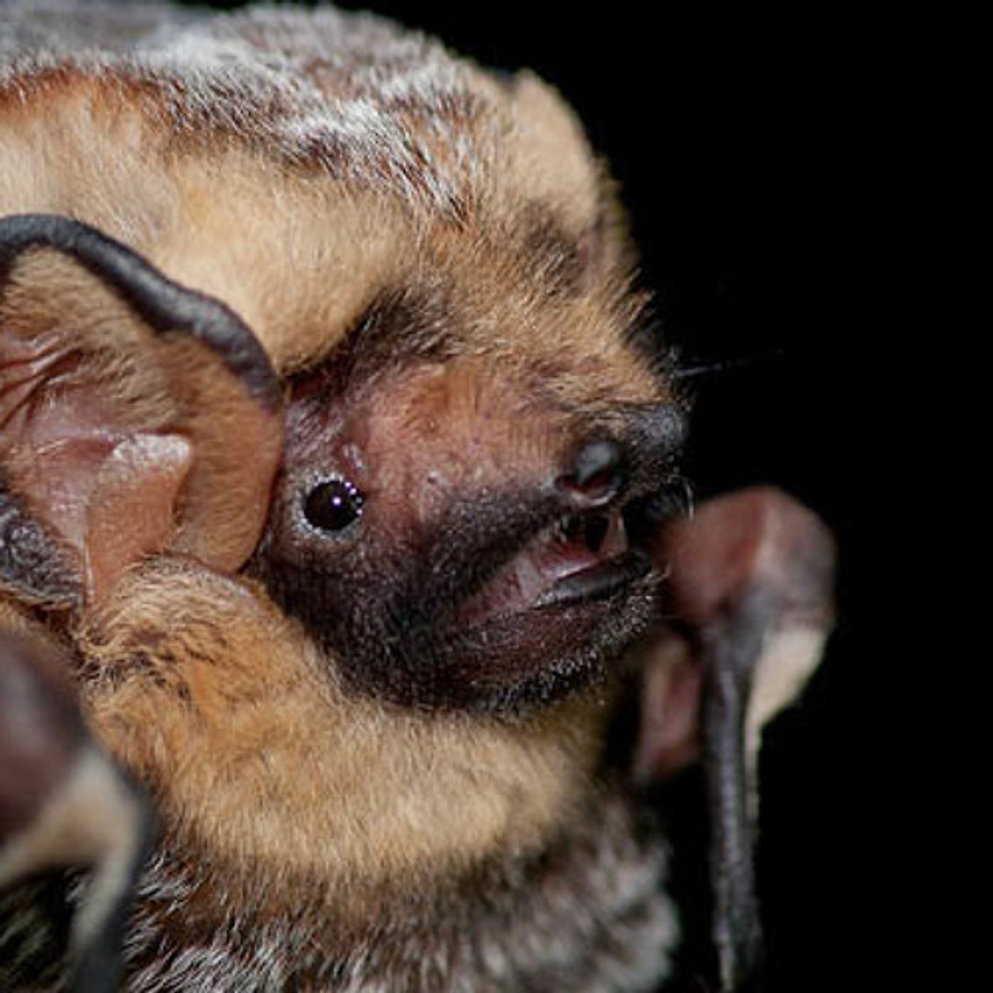Bats May Mistake Wind Turbines For Trees, Study Warns episode artwork