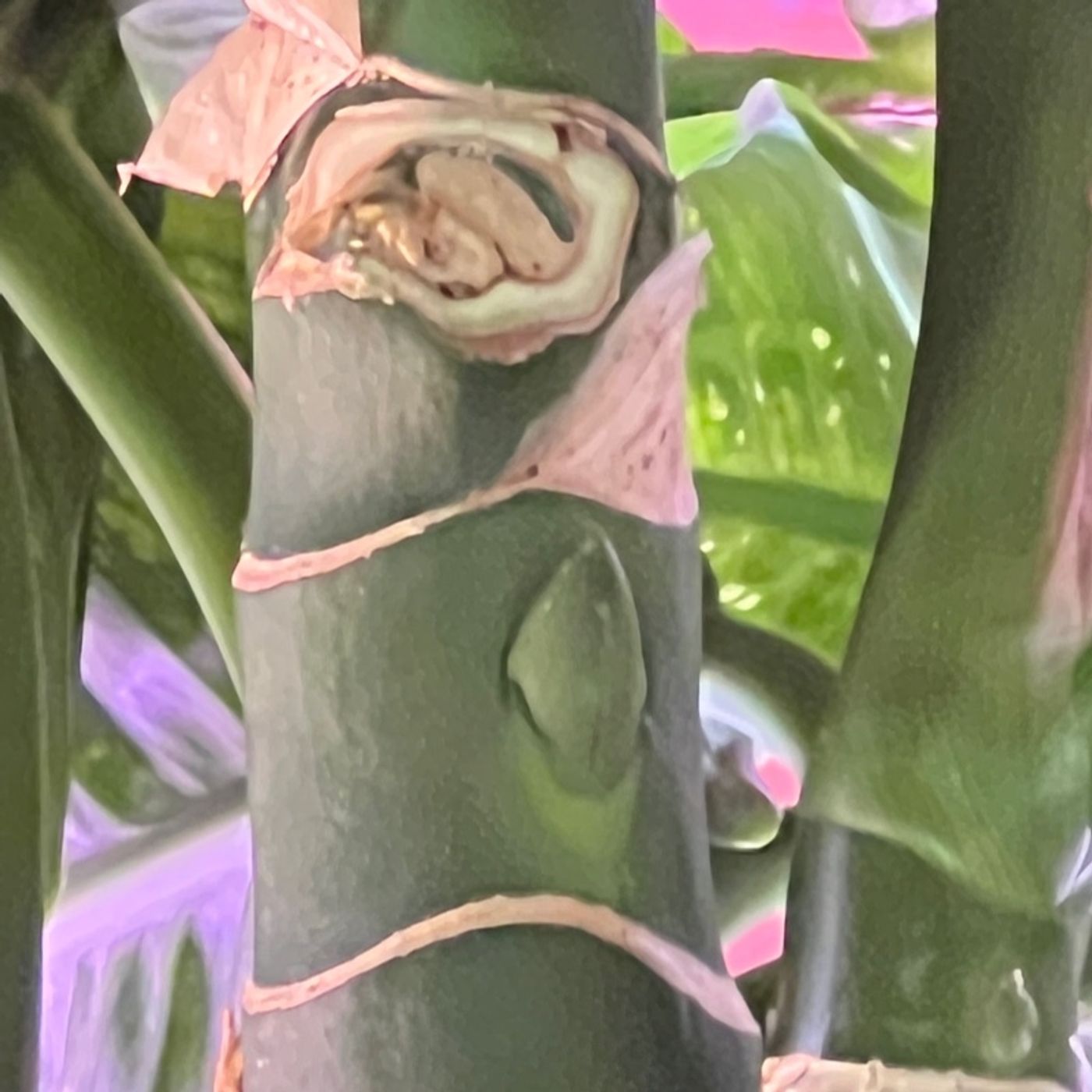 Episode 214 - (Not So) Secret Propagation Method :)