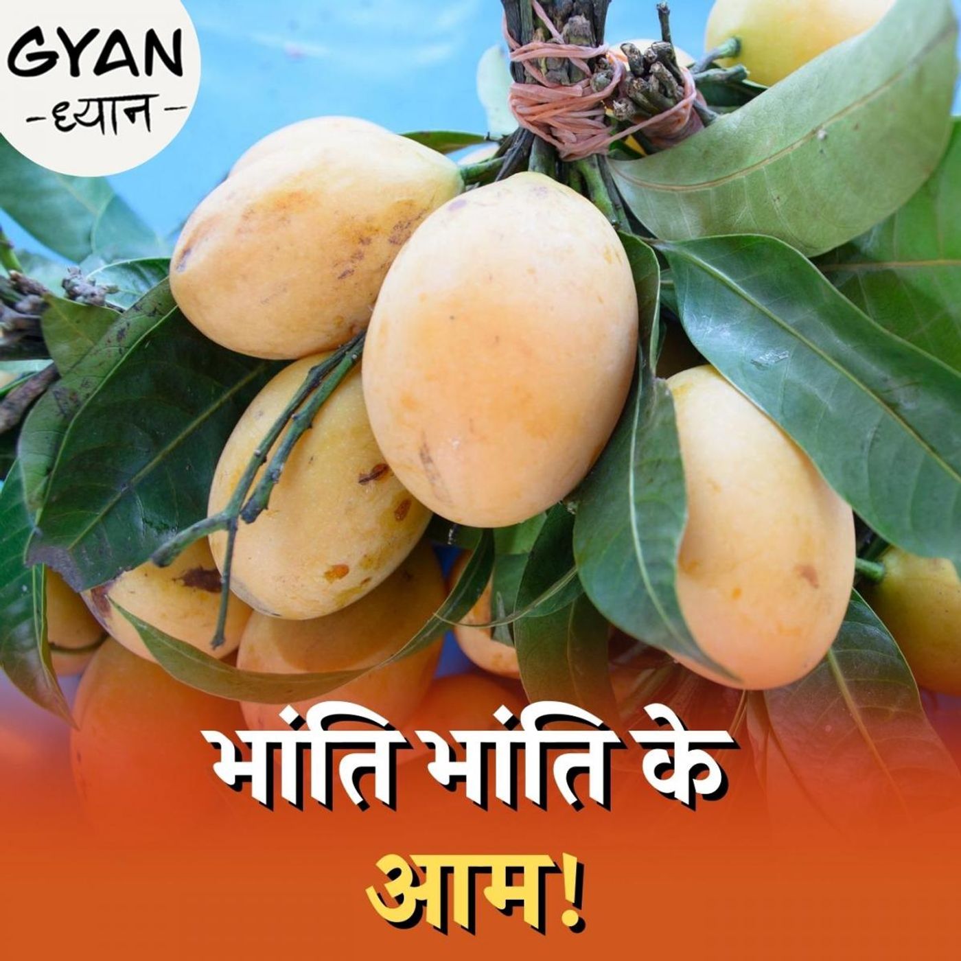 आप आम की इतनी किस्मों के बारे में जानते हैं? : ज्ञान-ध्यान, Ep 443