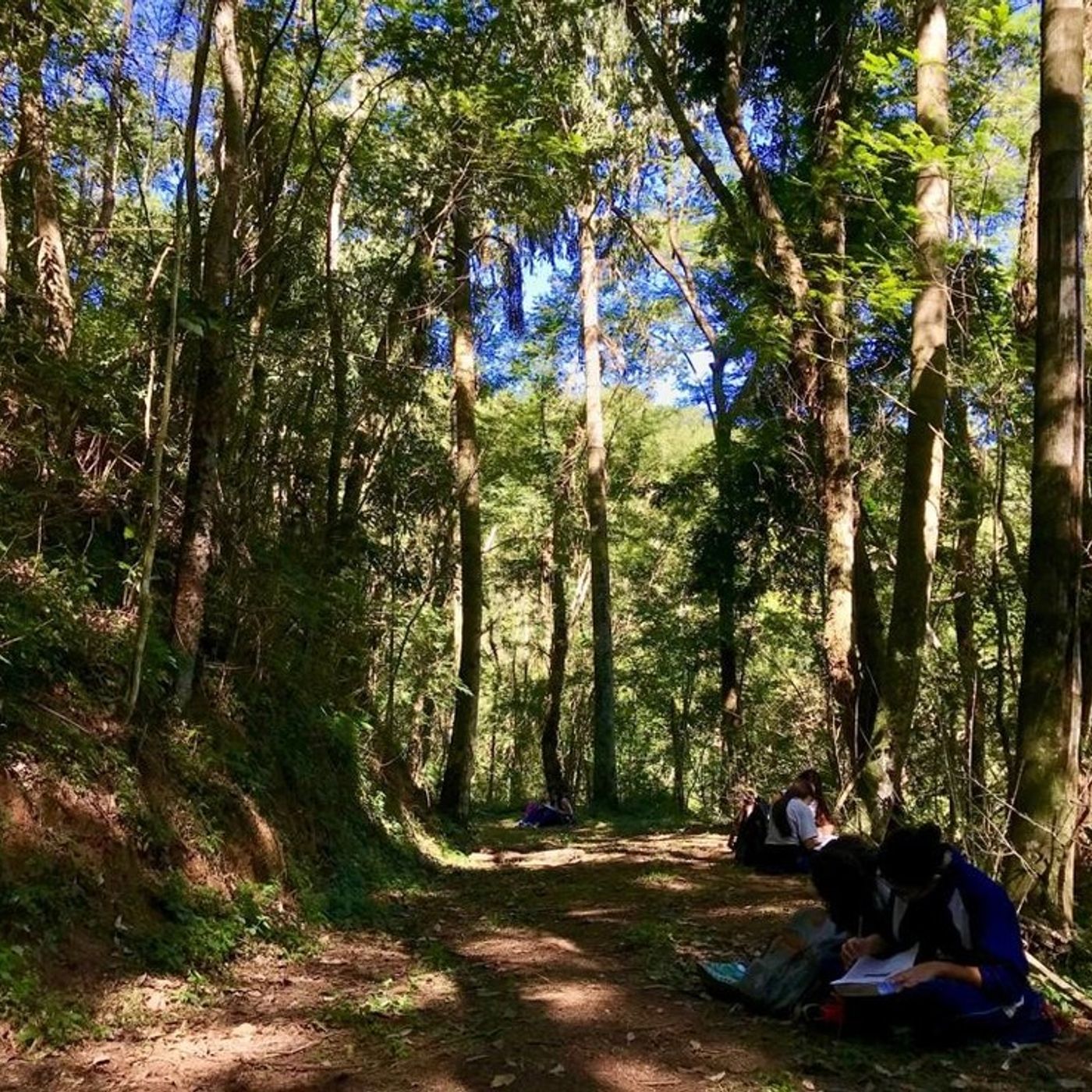 Uma Clareira no Bosque- Gilka Girardello