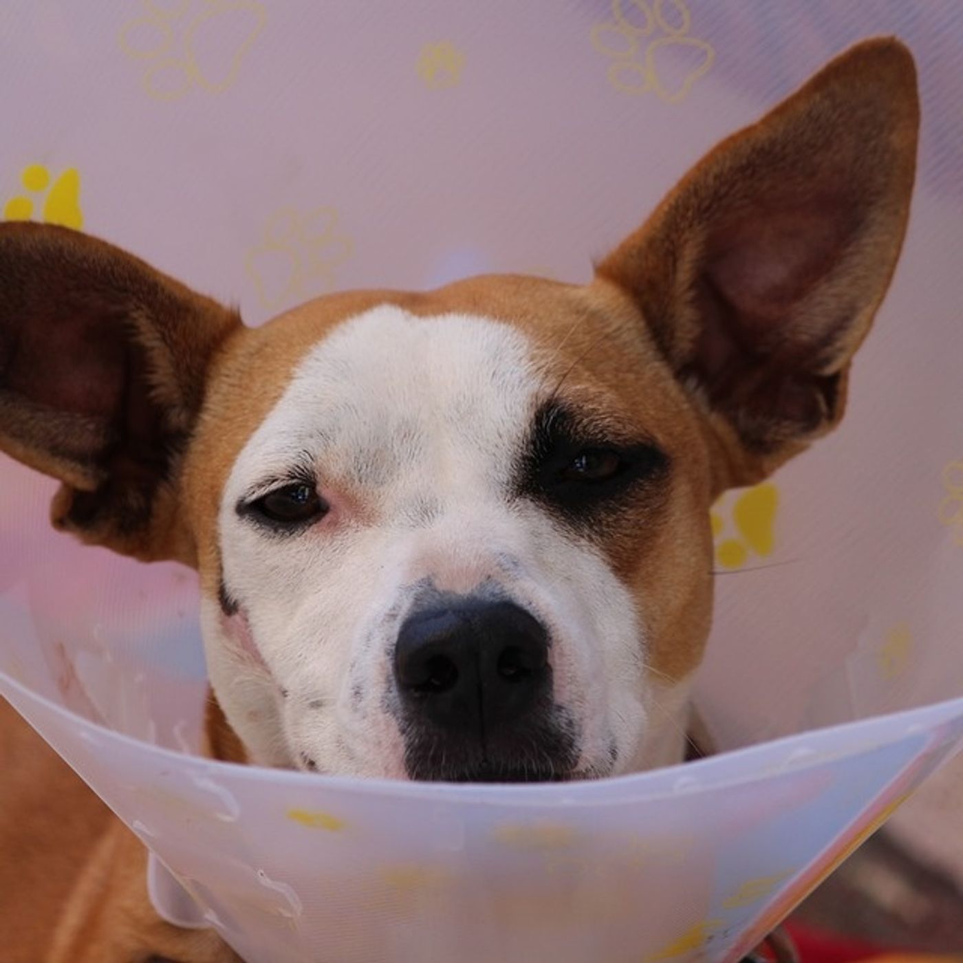 ¿Estarías dispuesto a pagar una cuota para la atención de tu mascota en un hospital veterinario?