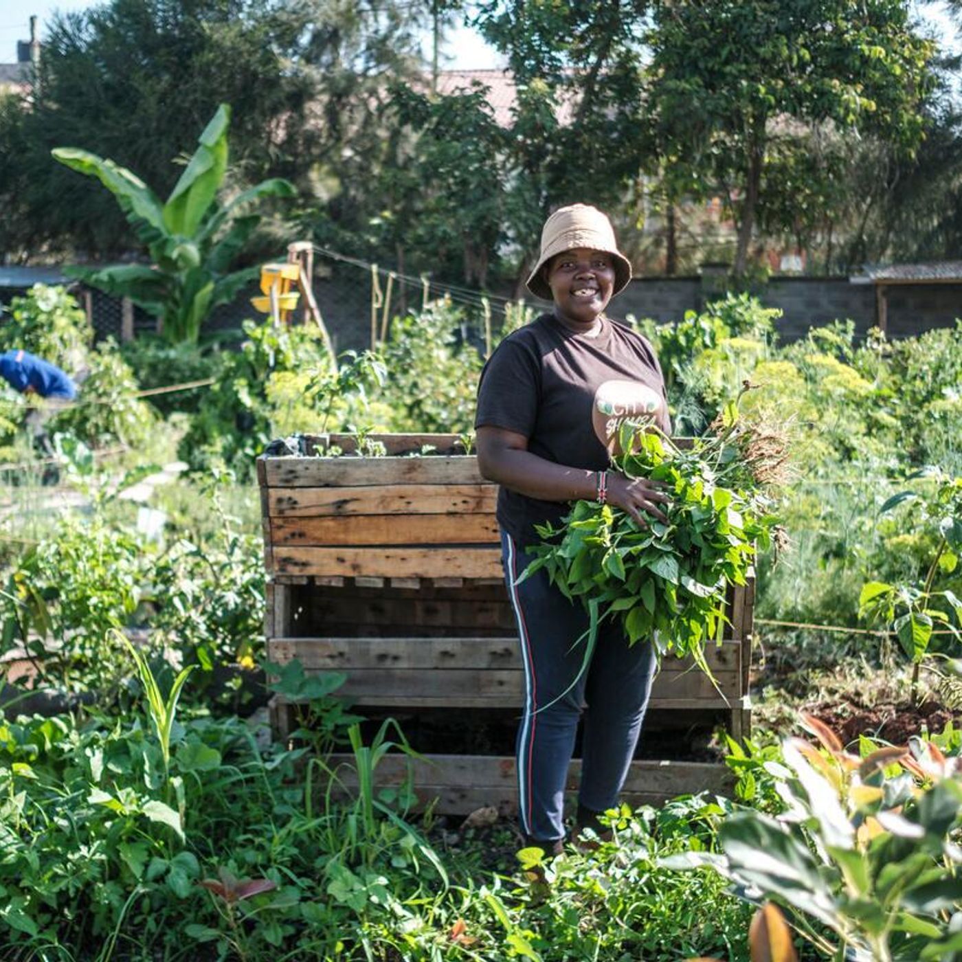 Horticultura global cresce, mas falha em nutrir populações