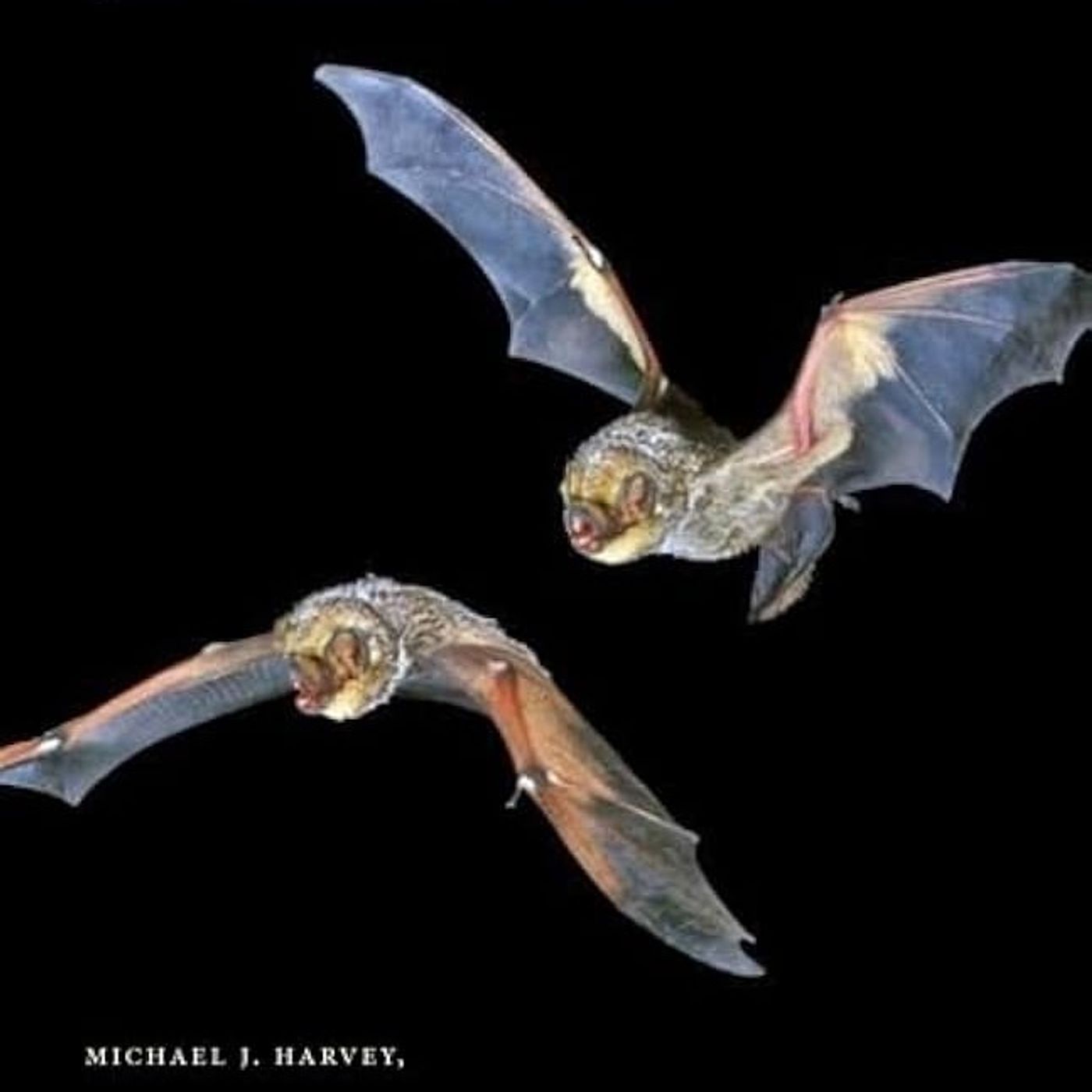 Bats of the United States and Canada