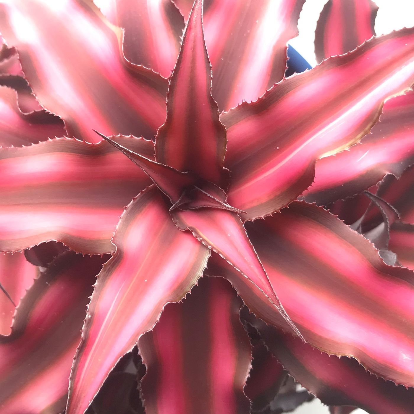 Episode 99 - Brilliant Bromeliads!