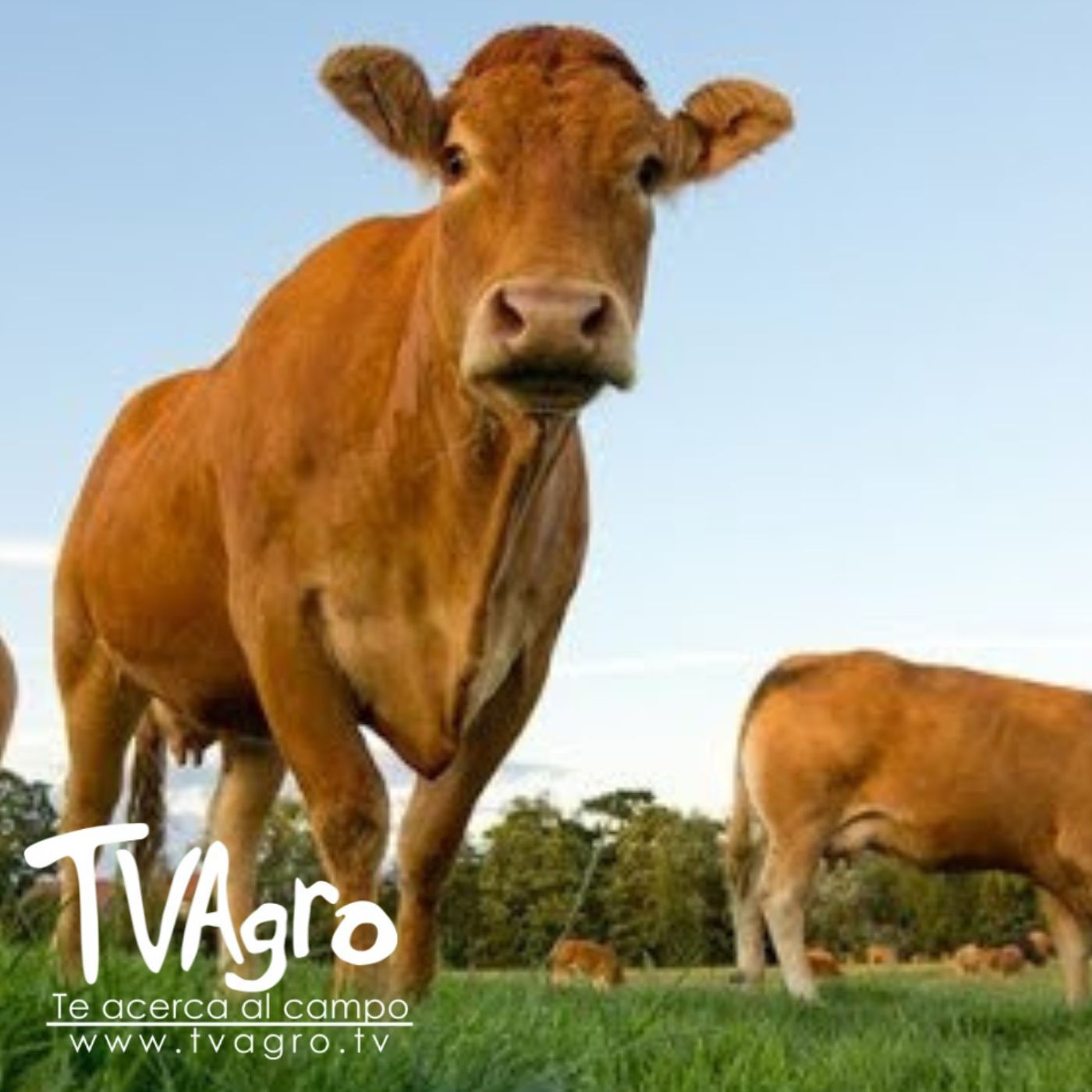 TV AGRO