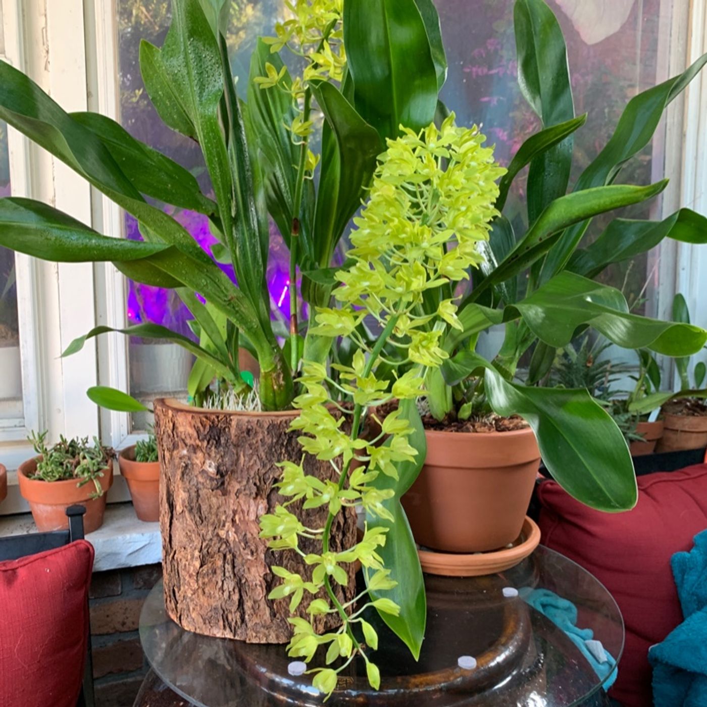 Episode 6 - Orchid Chat With Dr Connors