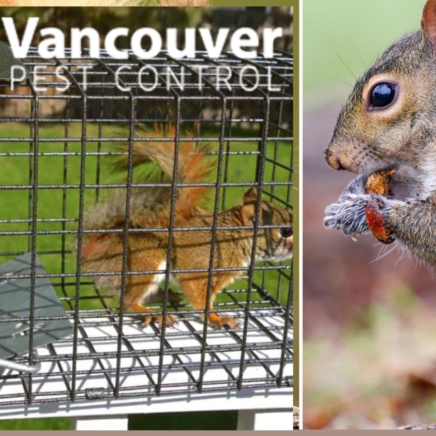 Vancouver Pest Control | Trusted Exterminator Vancouver Homeowners Rely On episode artwork