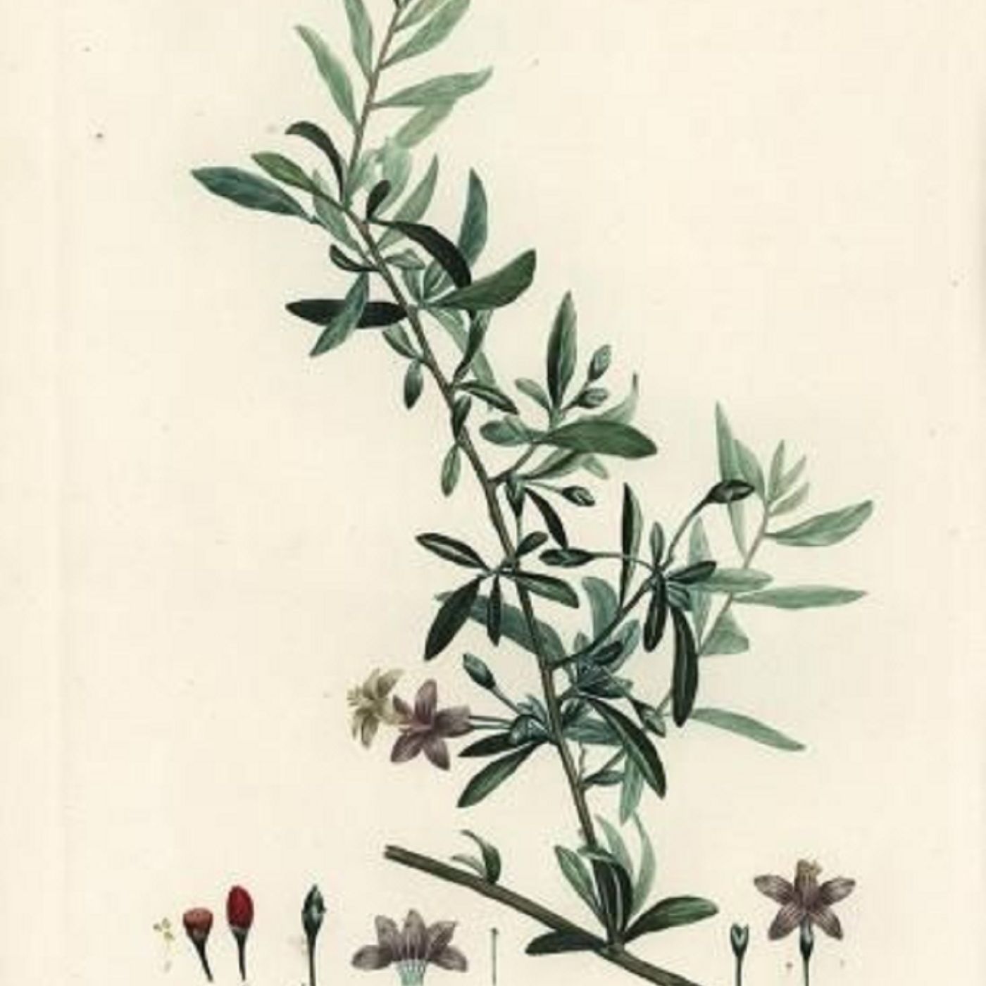 Show 272: Isotrema and Lycium