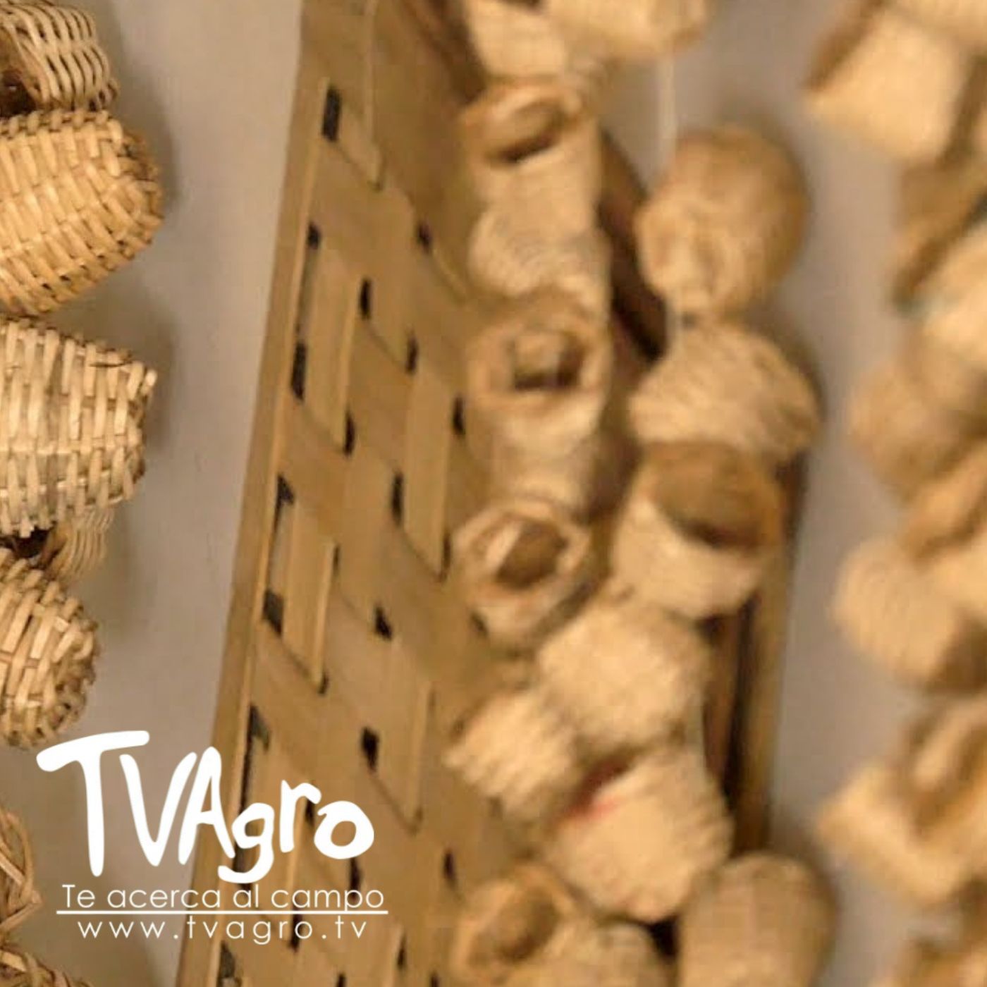 TV AGRO