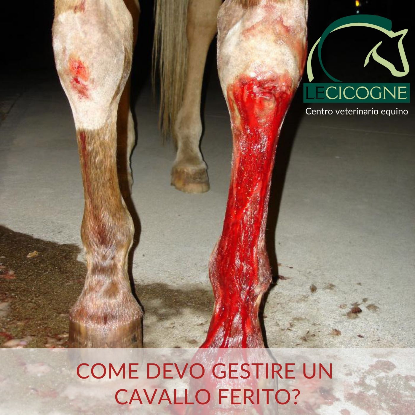 I cavalli: parliamo di salute e benessere