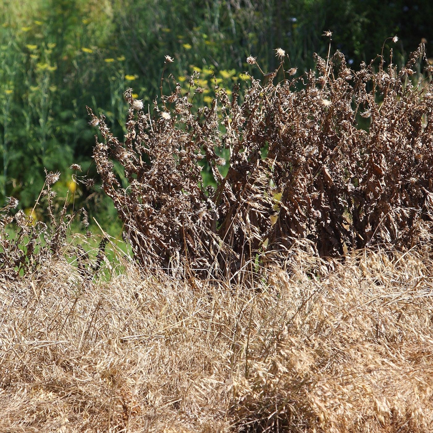 Mark Landefeld, fall weed control episode artwork