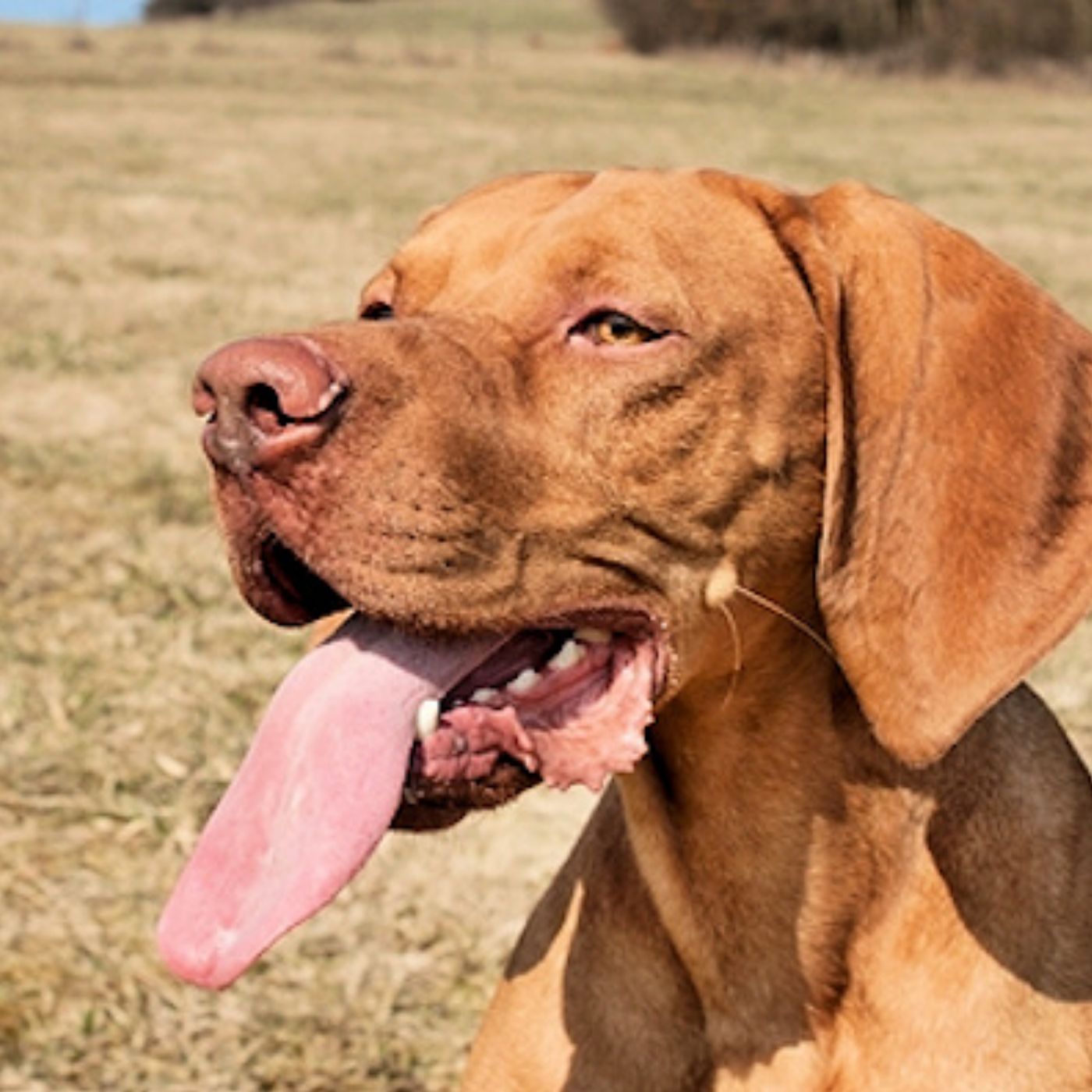 What's Your Pet's Tongue Saying - Dr Barbara Fougere