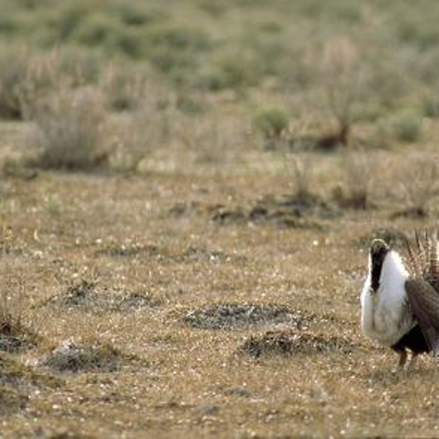 Western Sage Grouse 101 episode artwork