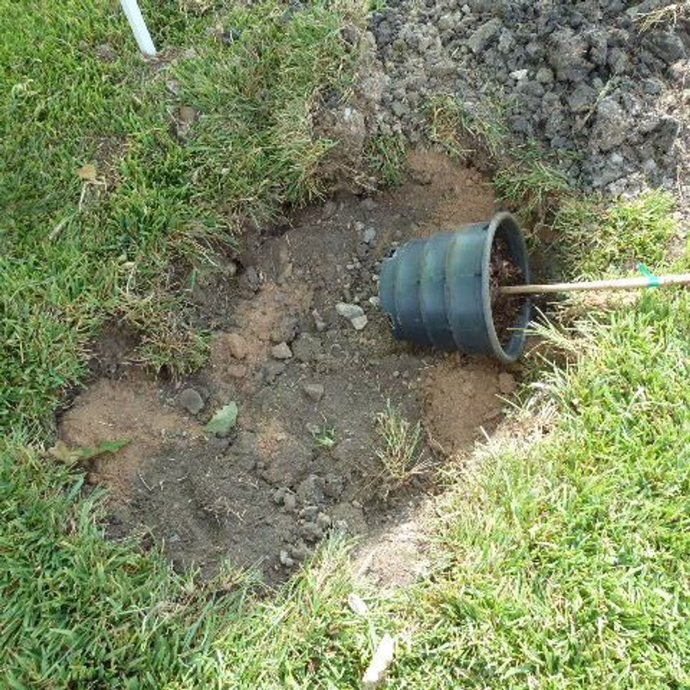 Fall Tree Planting