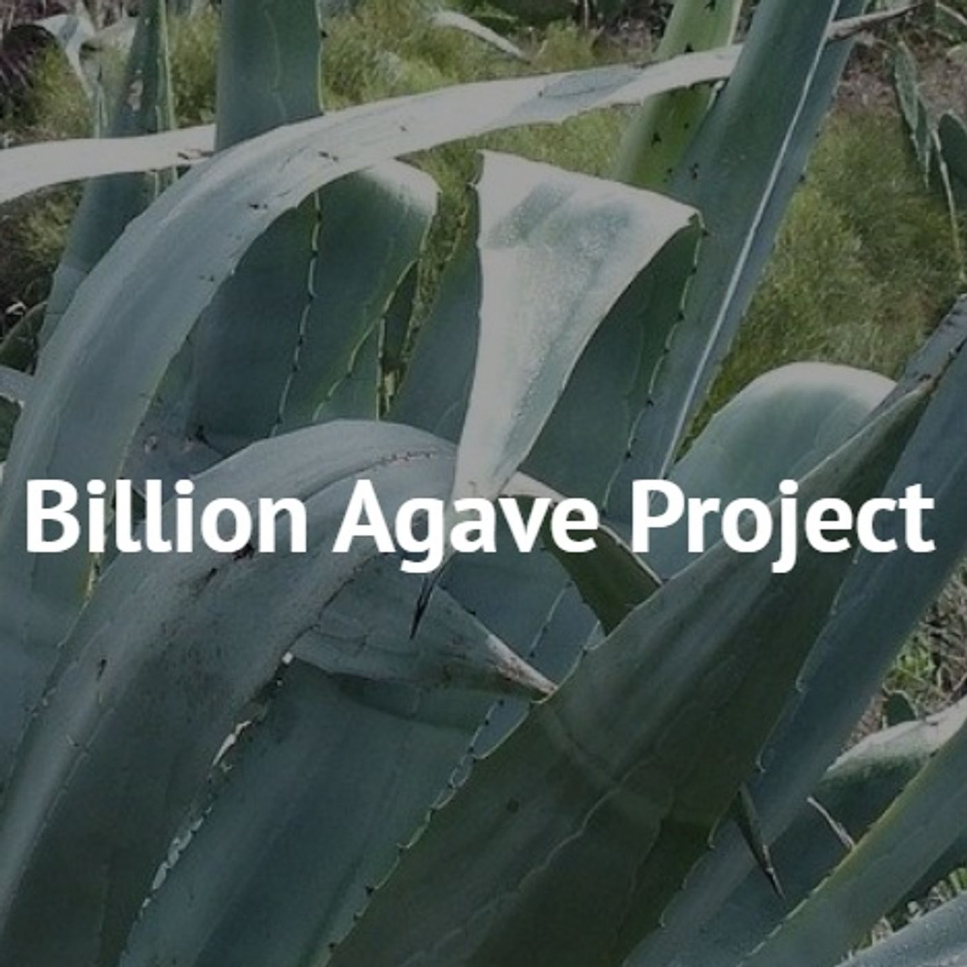#16 - Ronnie Cummins - The Billion Agave Project