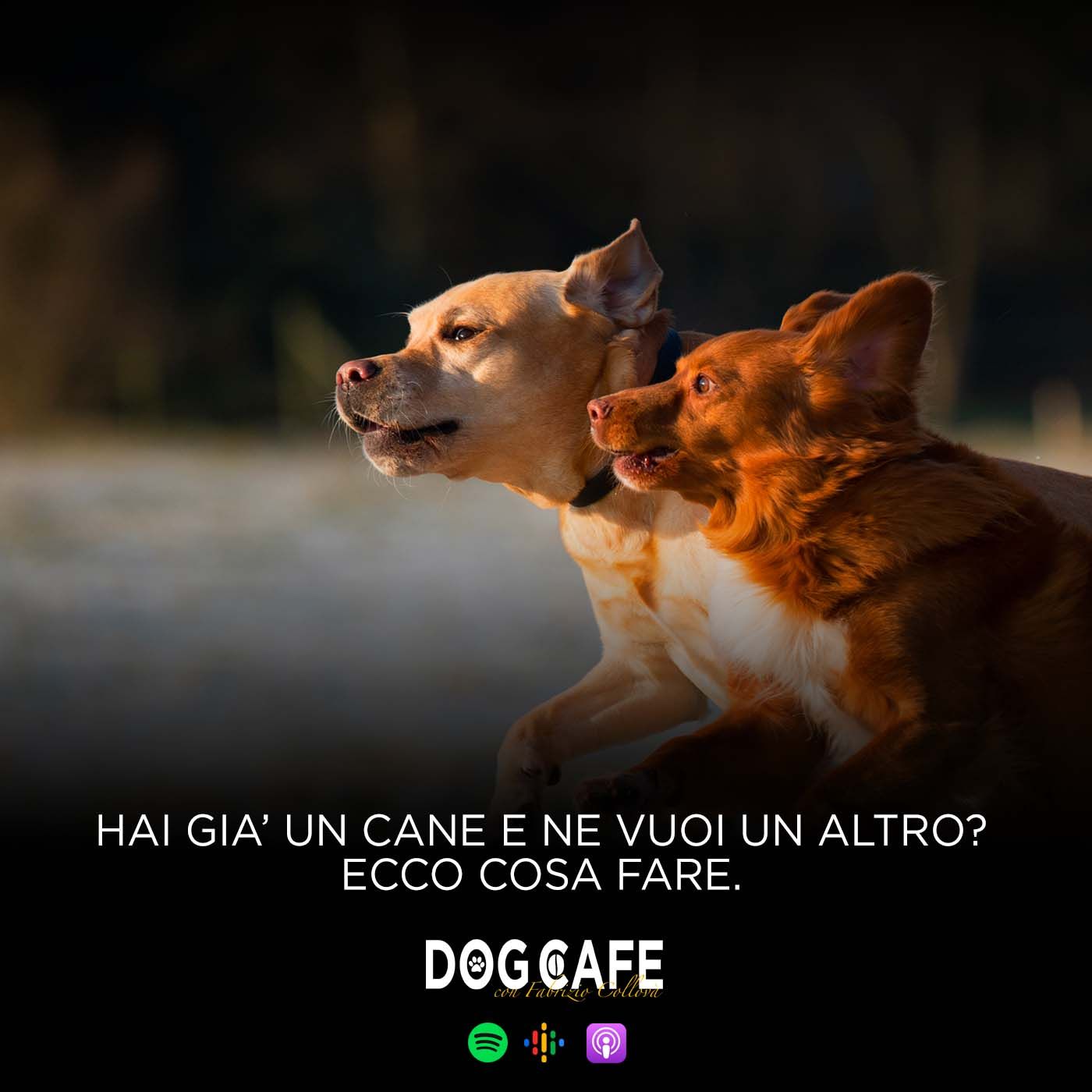 102 - Hai già un cane e ne vuoi un altro? Ecco cosa fare.