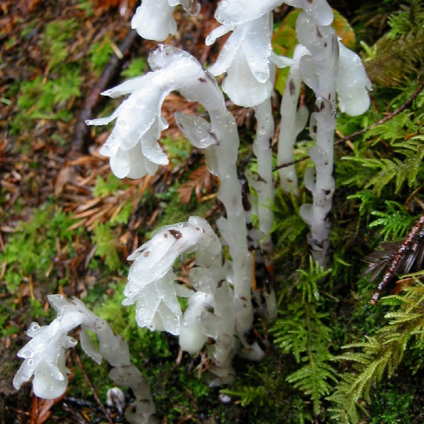 Show 55: Herbs for Burns, Wintergreen/Pipsissewa and Indian/Ghost Pipe