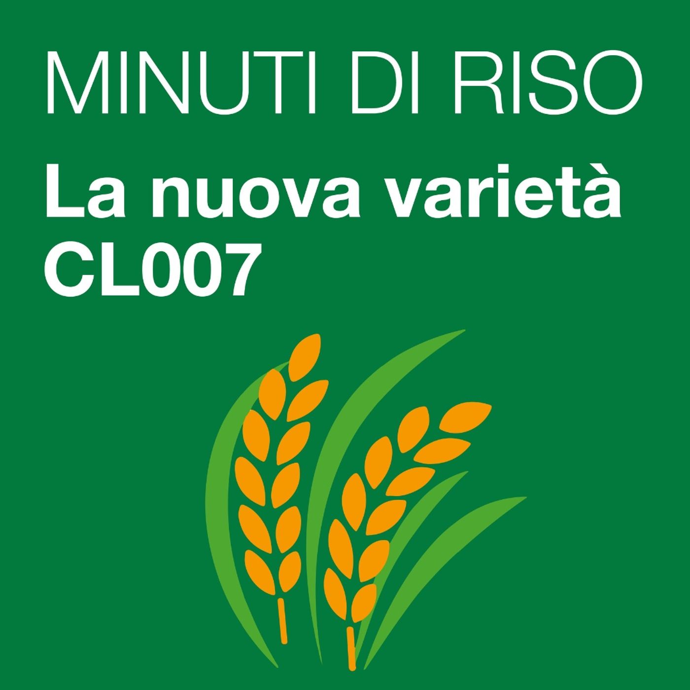 MINUTI DI RISO