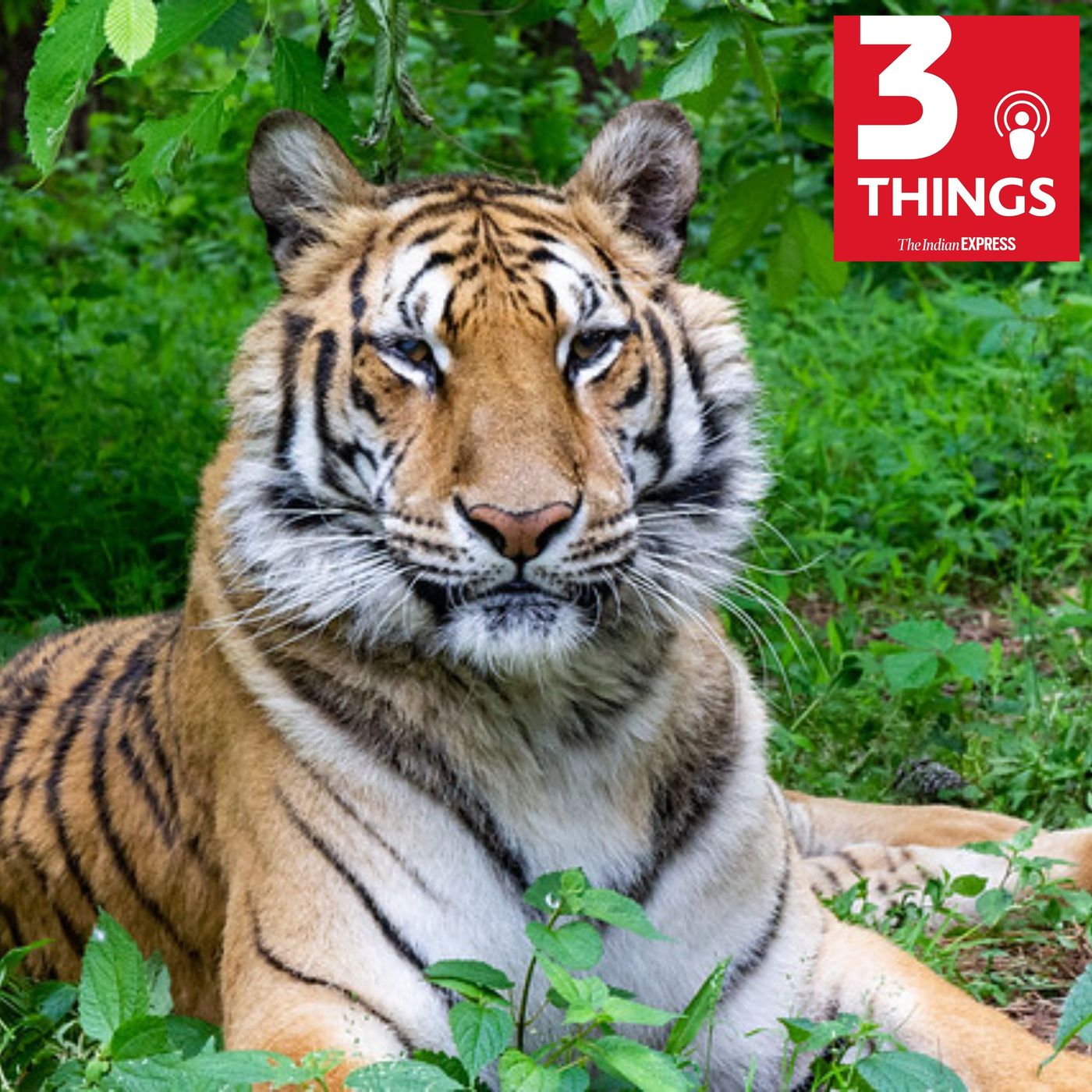 Express Investigation: How new-age poachers threaten India’s tigers