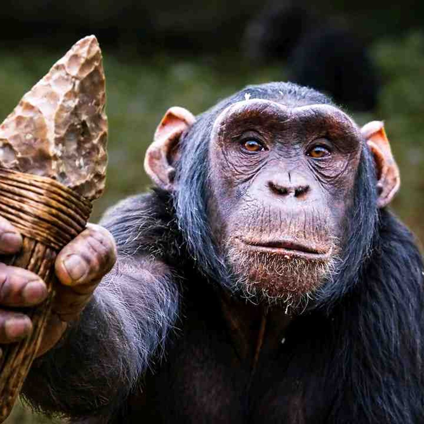 Chimpanzees Have Entered The Stone Age episode artwork