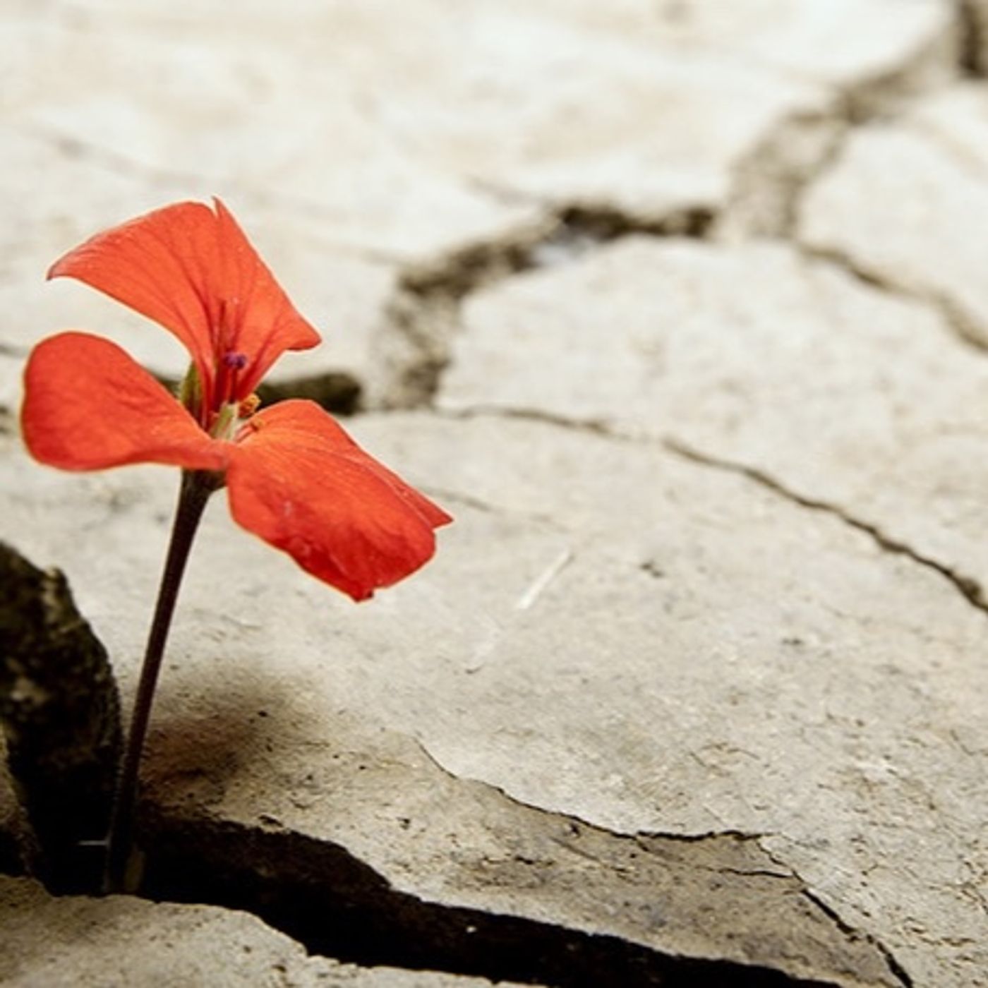 Legionarivs Mindset-USQUE AD FINEM