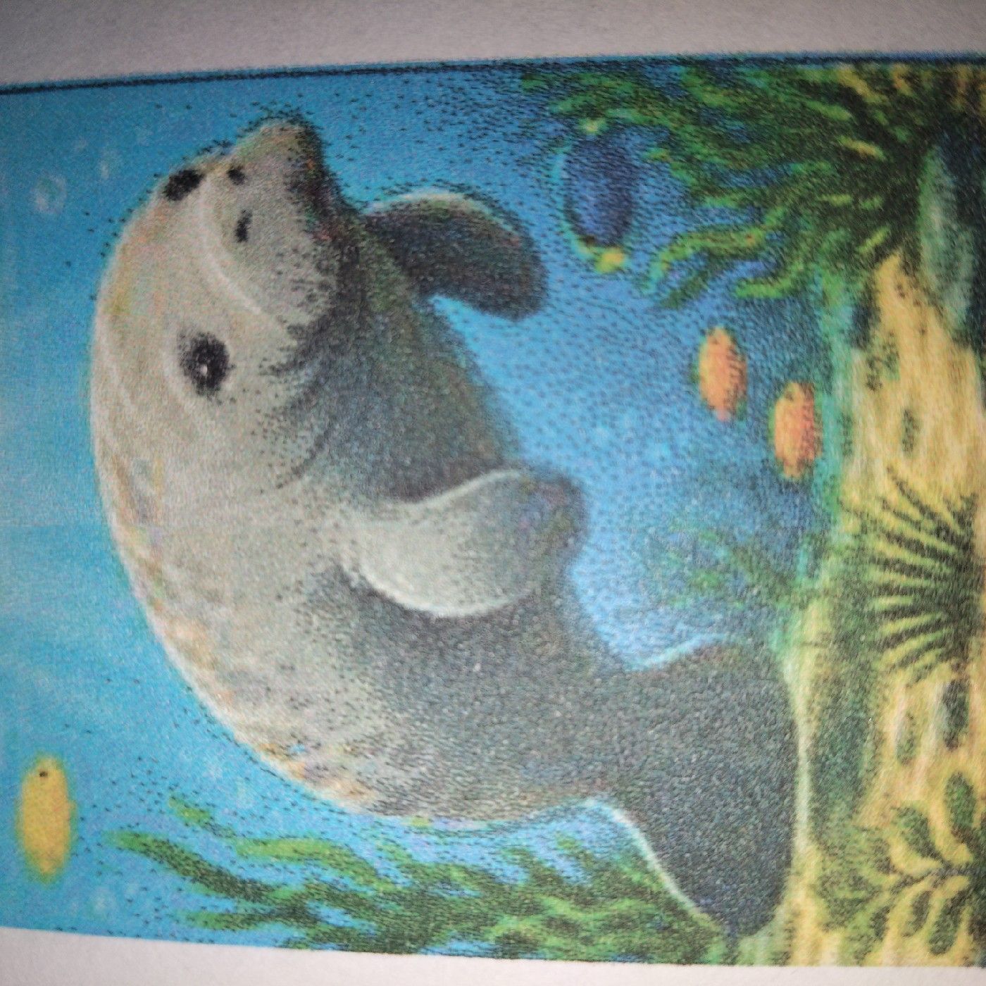 El manati del Caribe