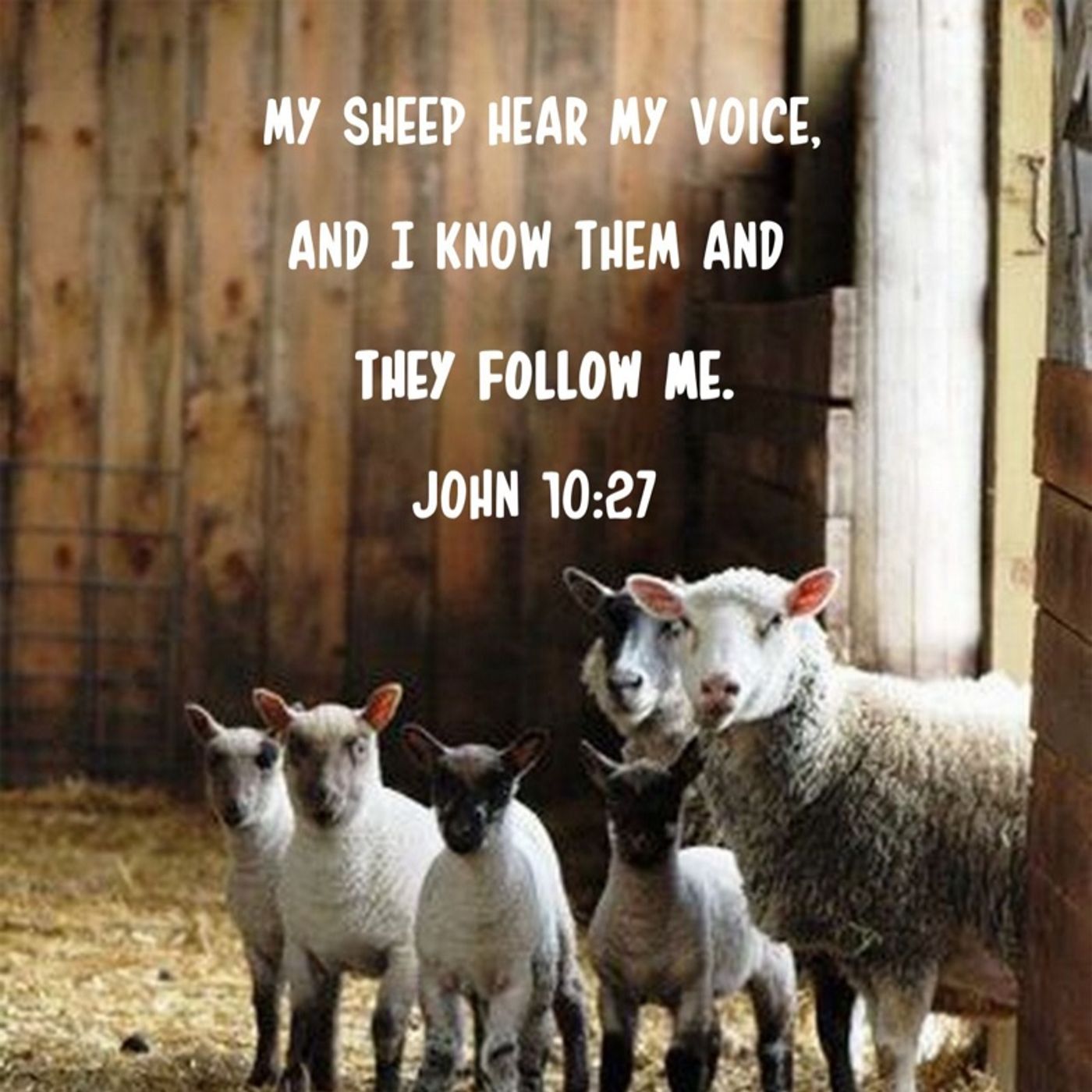 MY WORDS R ONLY FOR TRUE 1.3rd SHEEP OF YAHWEH! NOT THE REST! episode artwork