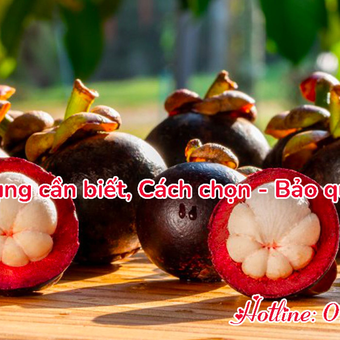 Đồ lót giá sỉ - Áo ngực, áo bra, quần lót nữ chất lượng cao!