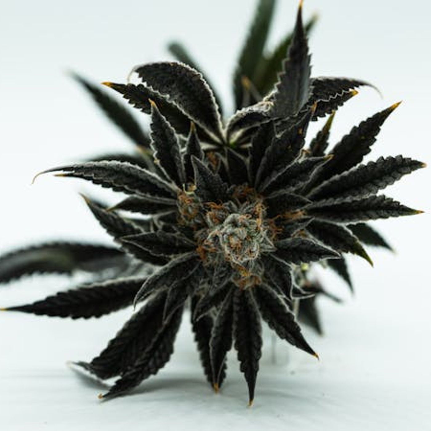 The Church’s Calling in an Age of Recreational Pot